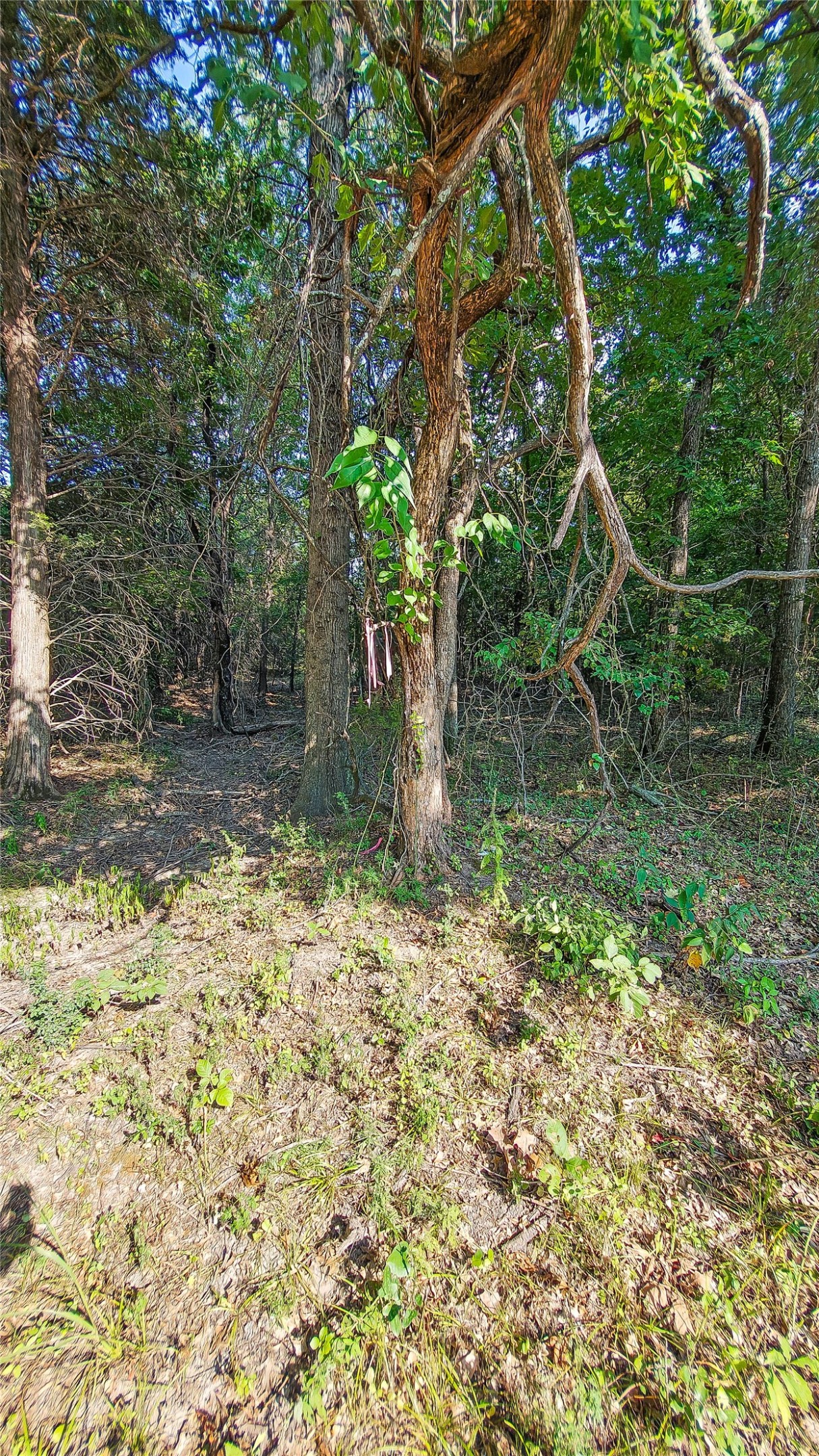 Lynn Lane Property Photo 49