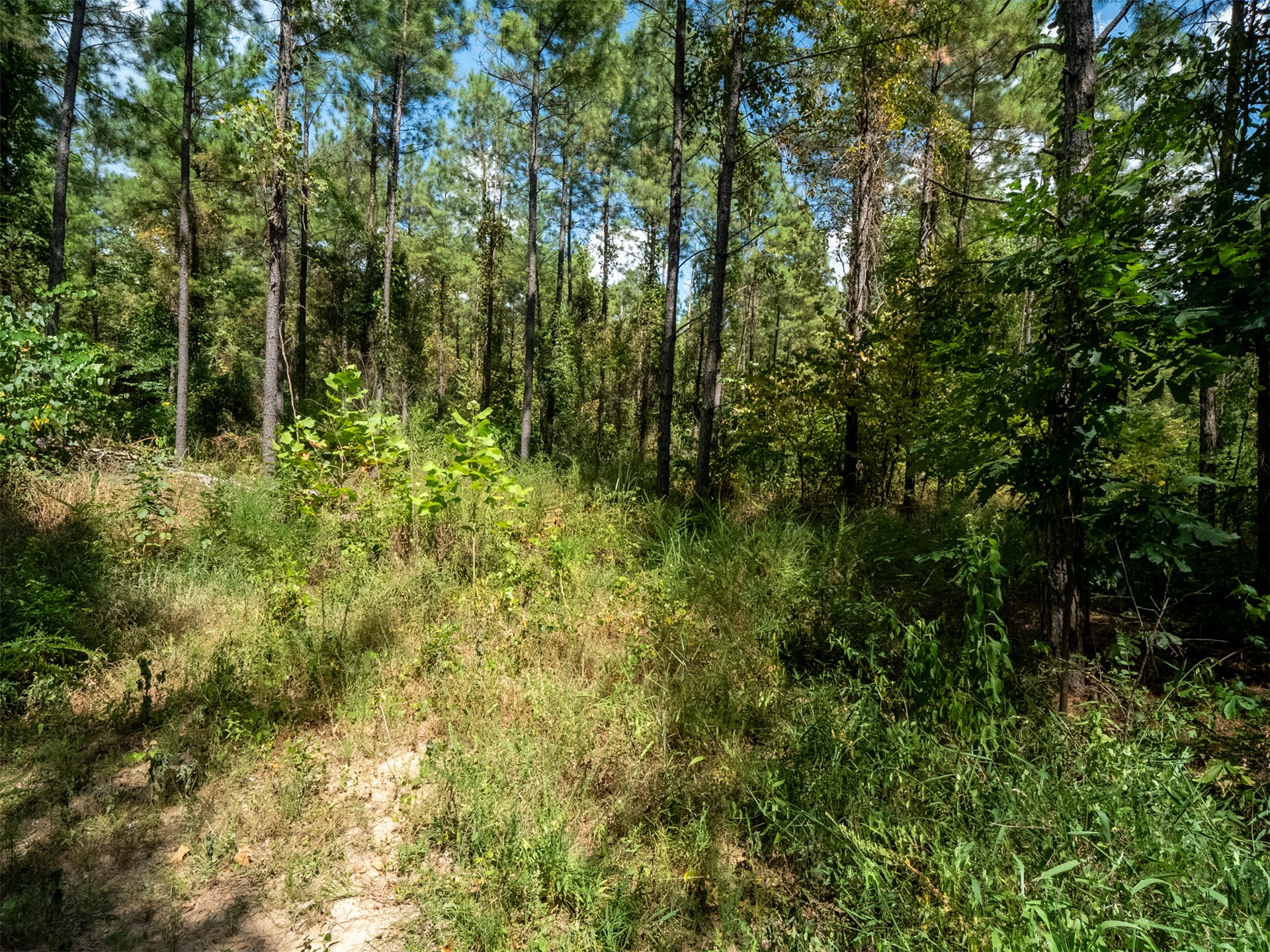 Indian Trail Property Photo 30