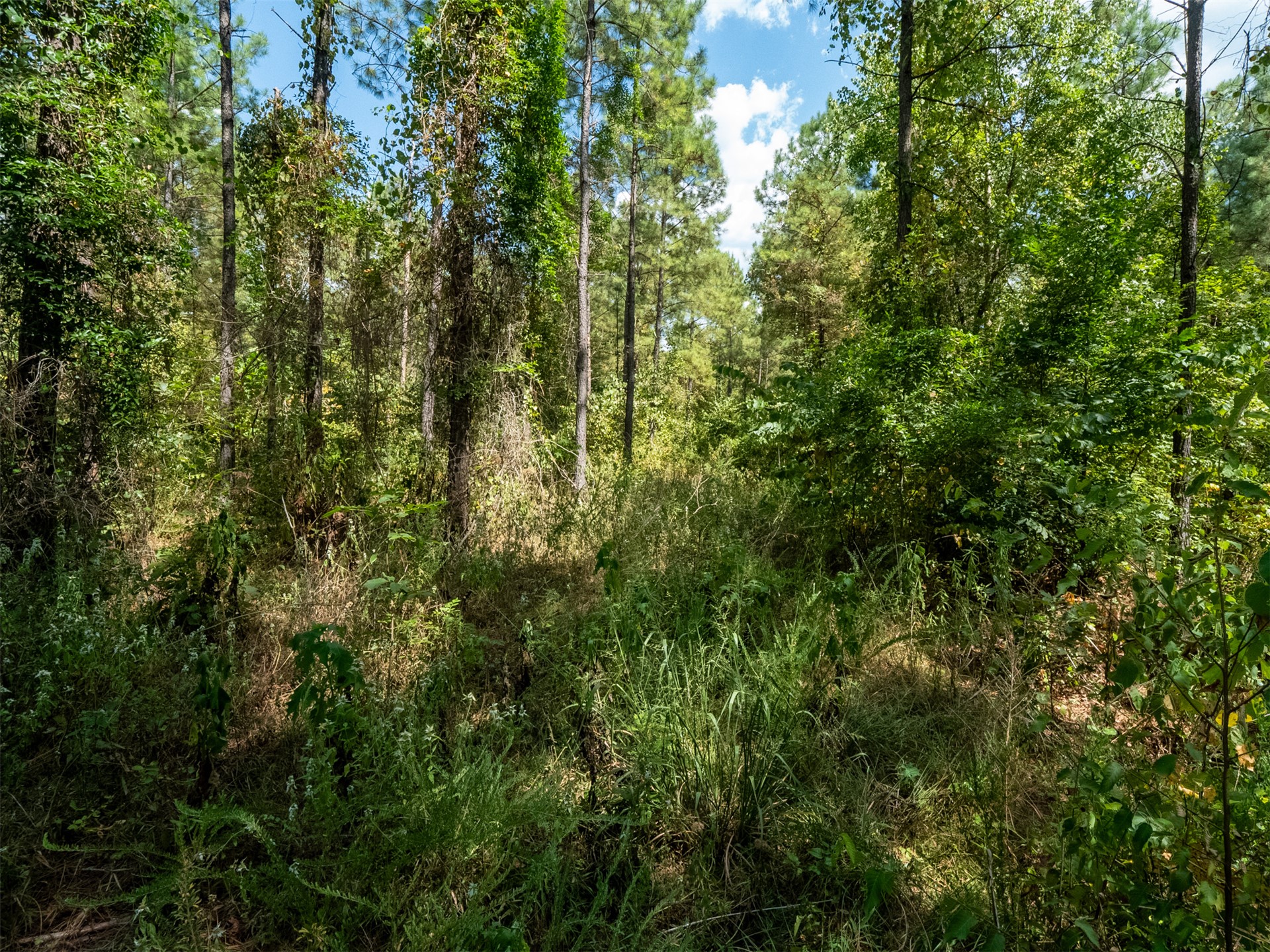 Indian Trail Property Photo 31