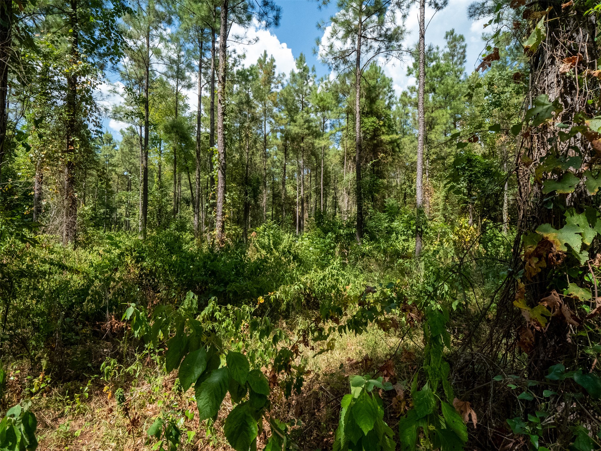Indian Trail Property Photo 32