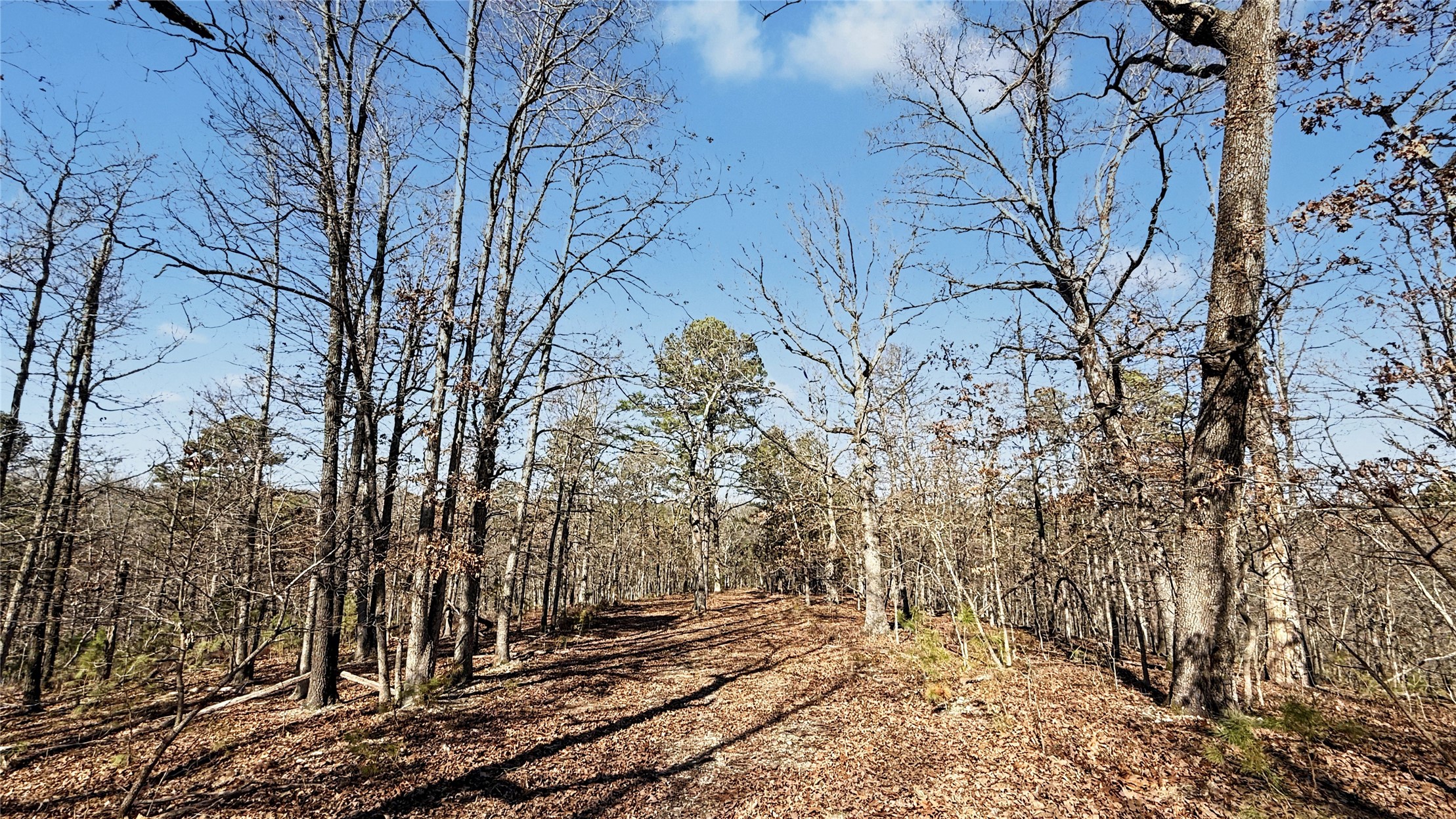 930 Pine Bark Trail Property Photo 4