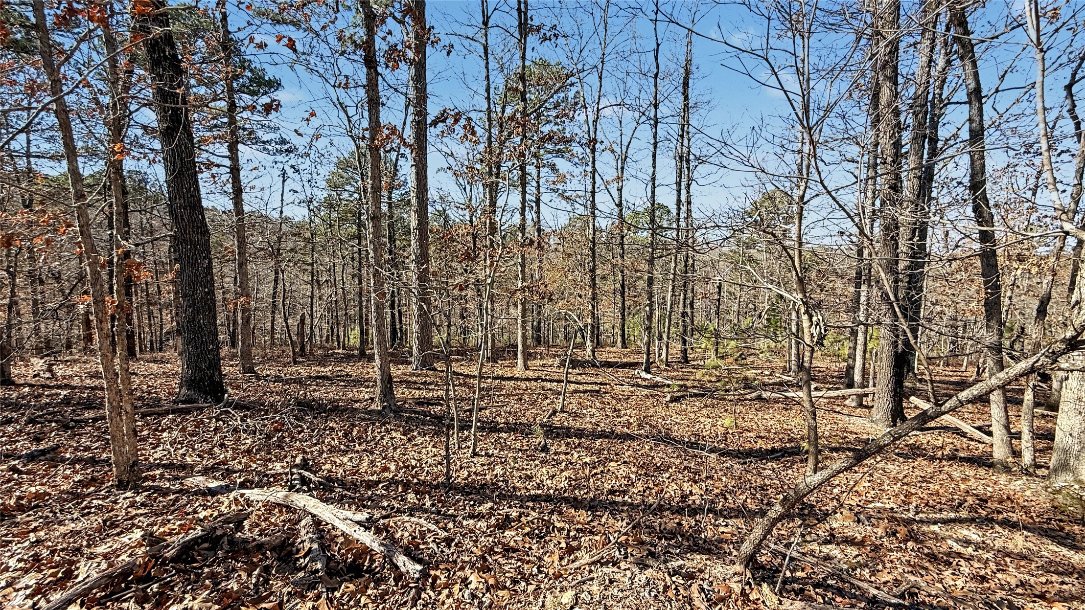 930 Pine Bark Trail Property Photo 5