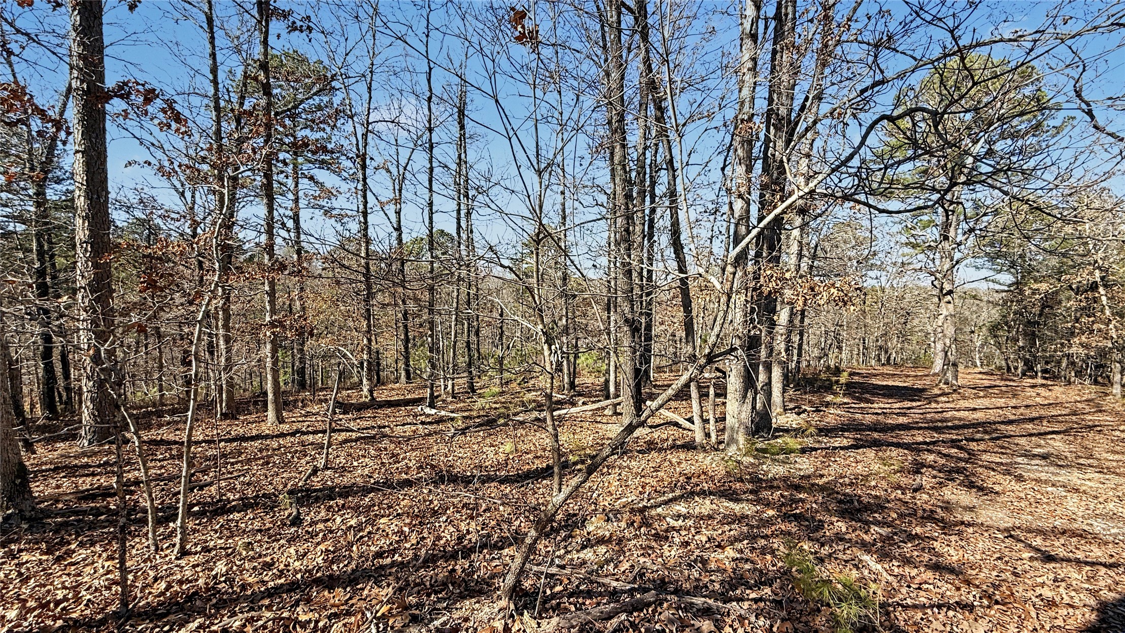 930 Pine Bark Trail Property Photo 6