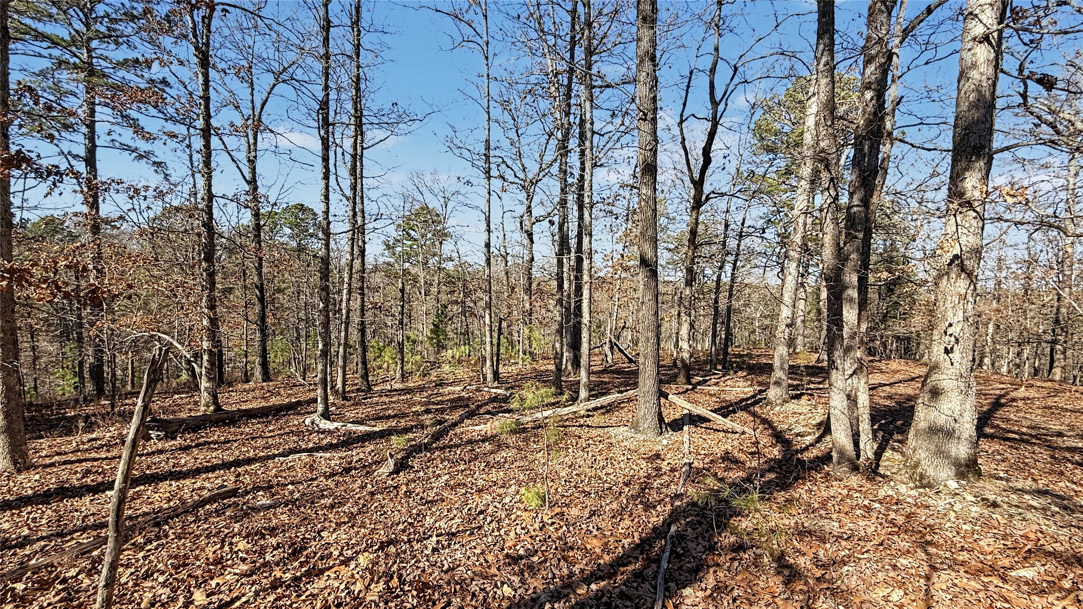 930 Pine Bark Trail Property Photo 7