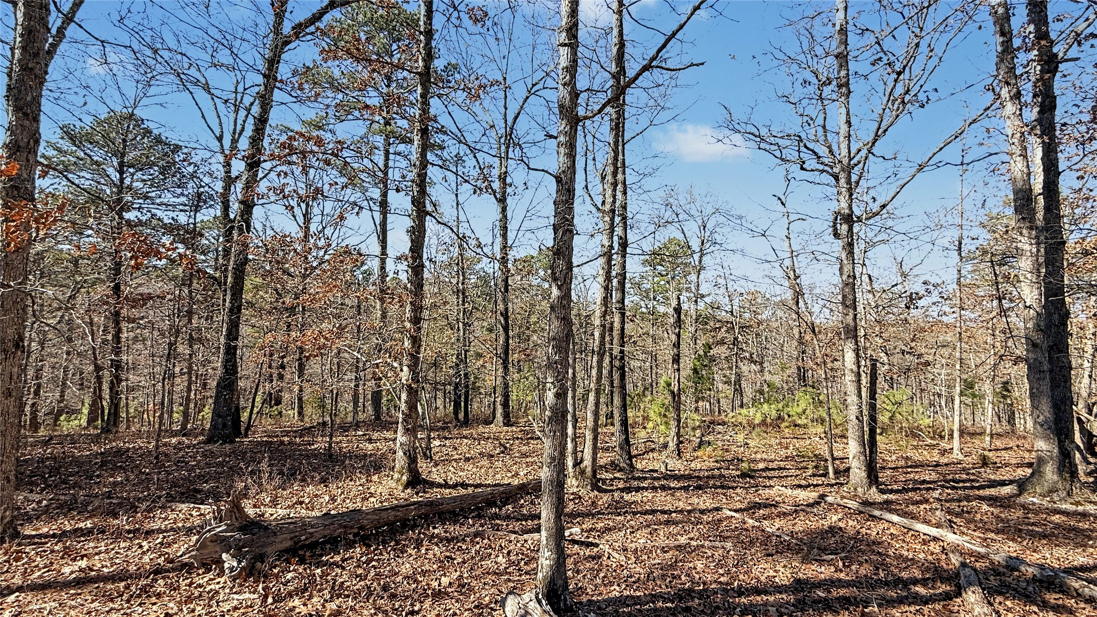 930 Pine Bark Trail Property Photo 8