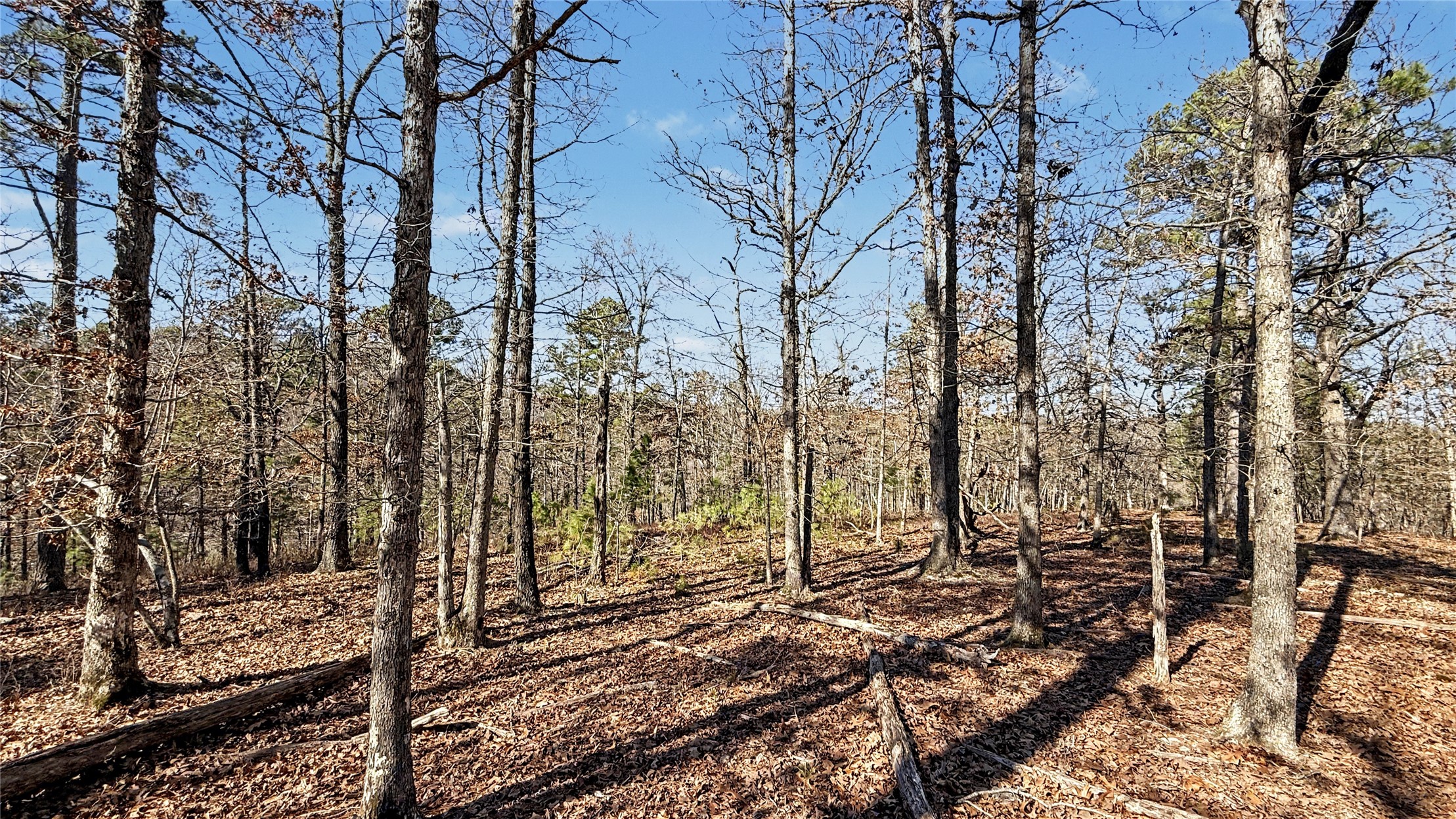 930 Pine Bark Trail Property Photo 9