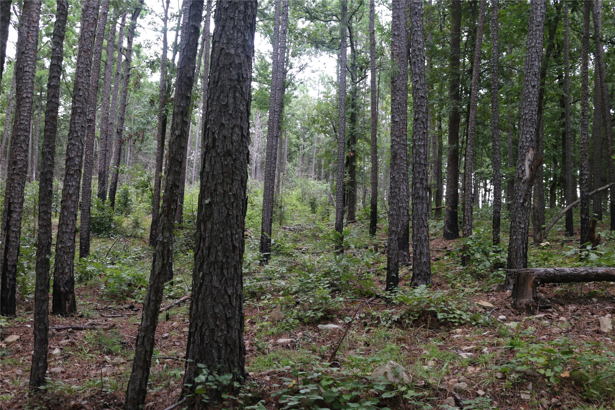 259 Highway Property Photo 45