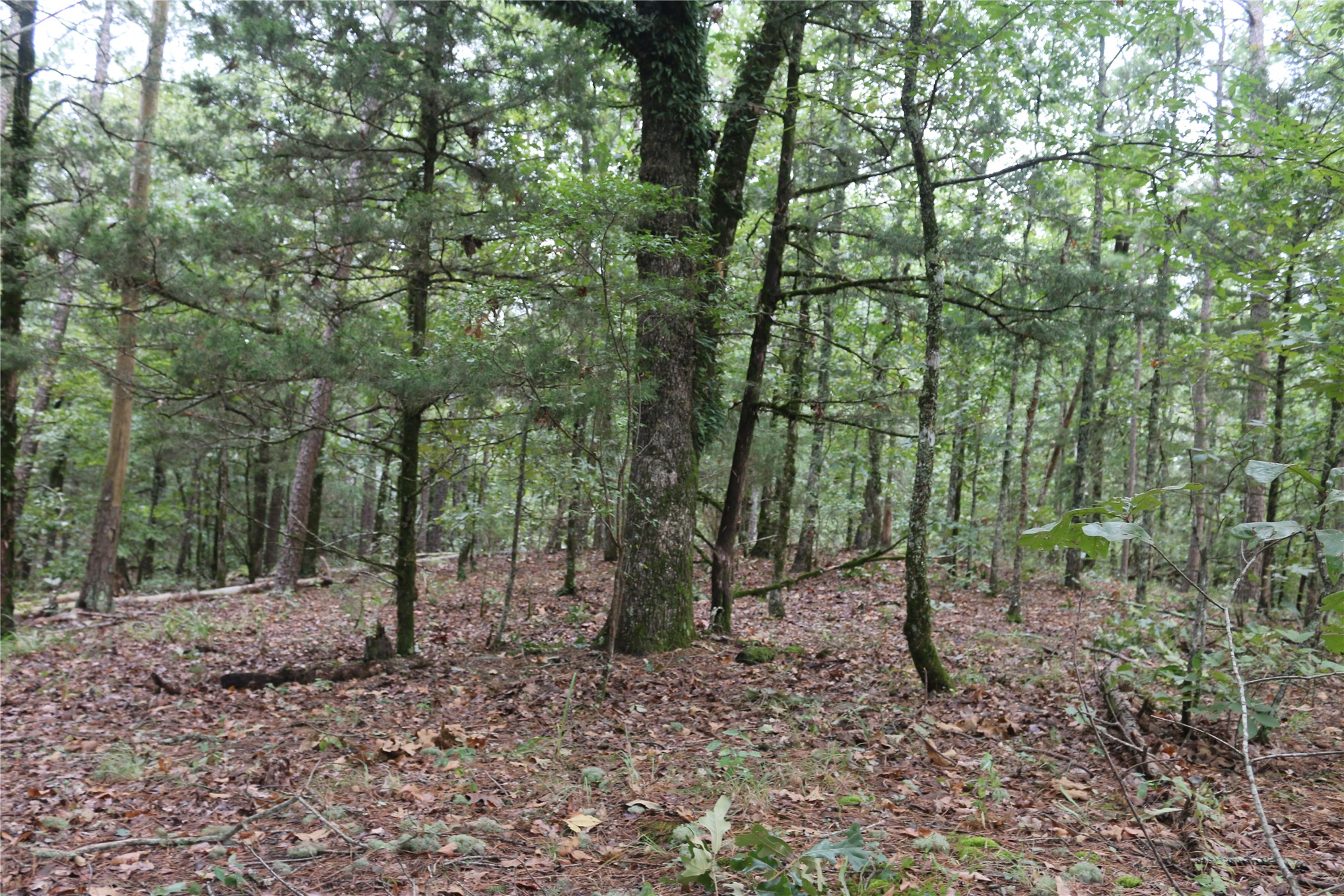259 Highway Property Photo 52