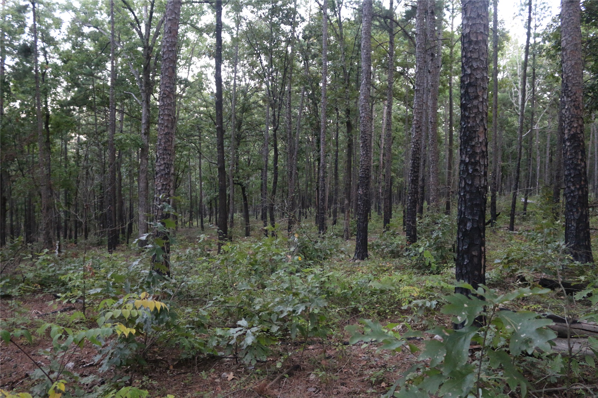 259 Highway Property Photo 59