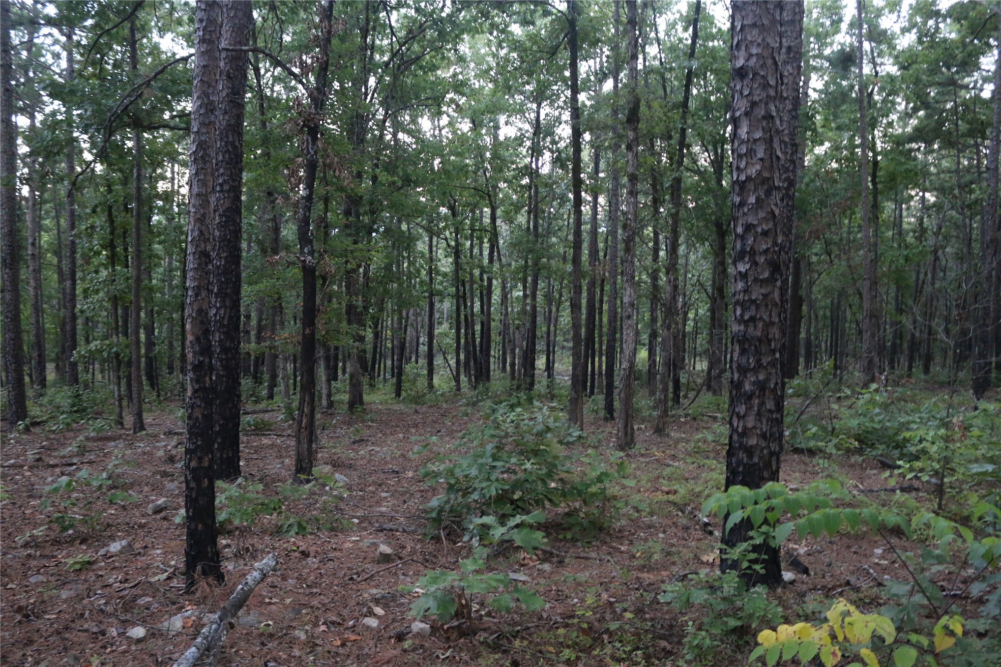 259 Highway Property Photo 60