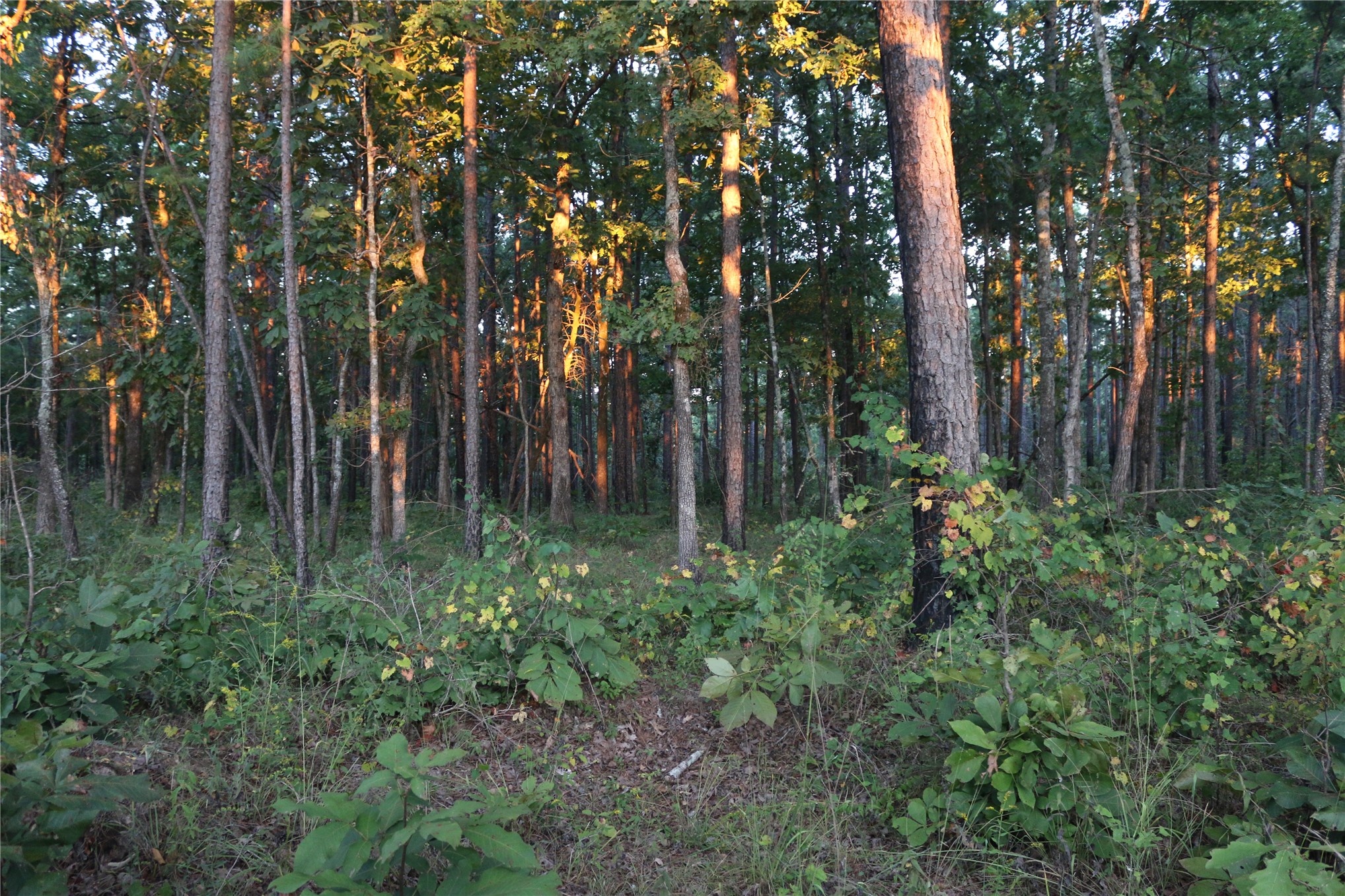259 Highway Property Photo 64