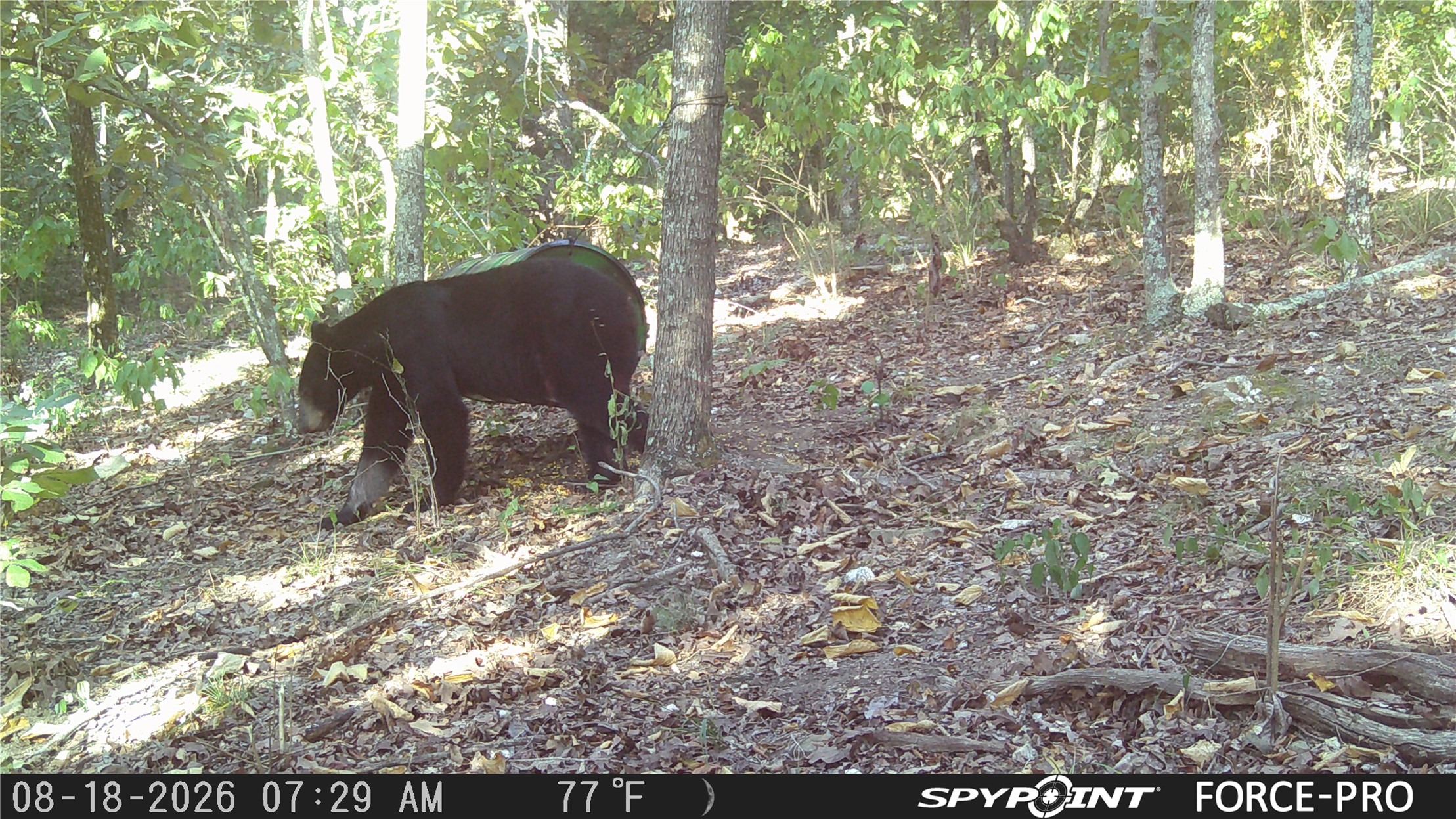 0 Rutty Pine Ridge Property Photo 18