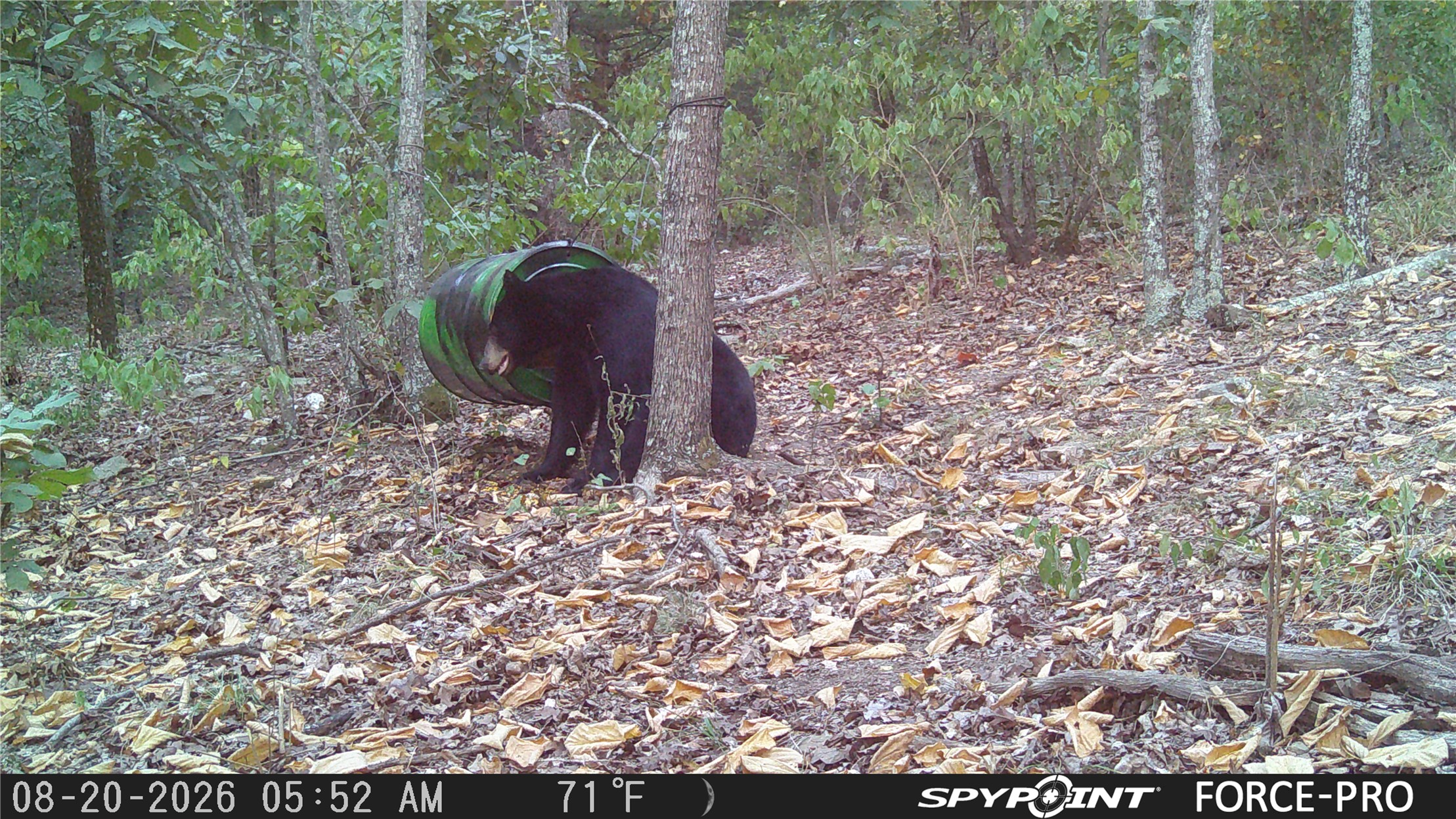 0 Rutty Pine Ridge Property Photo 19