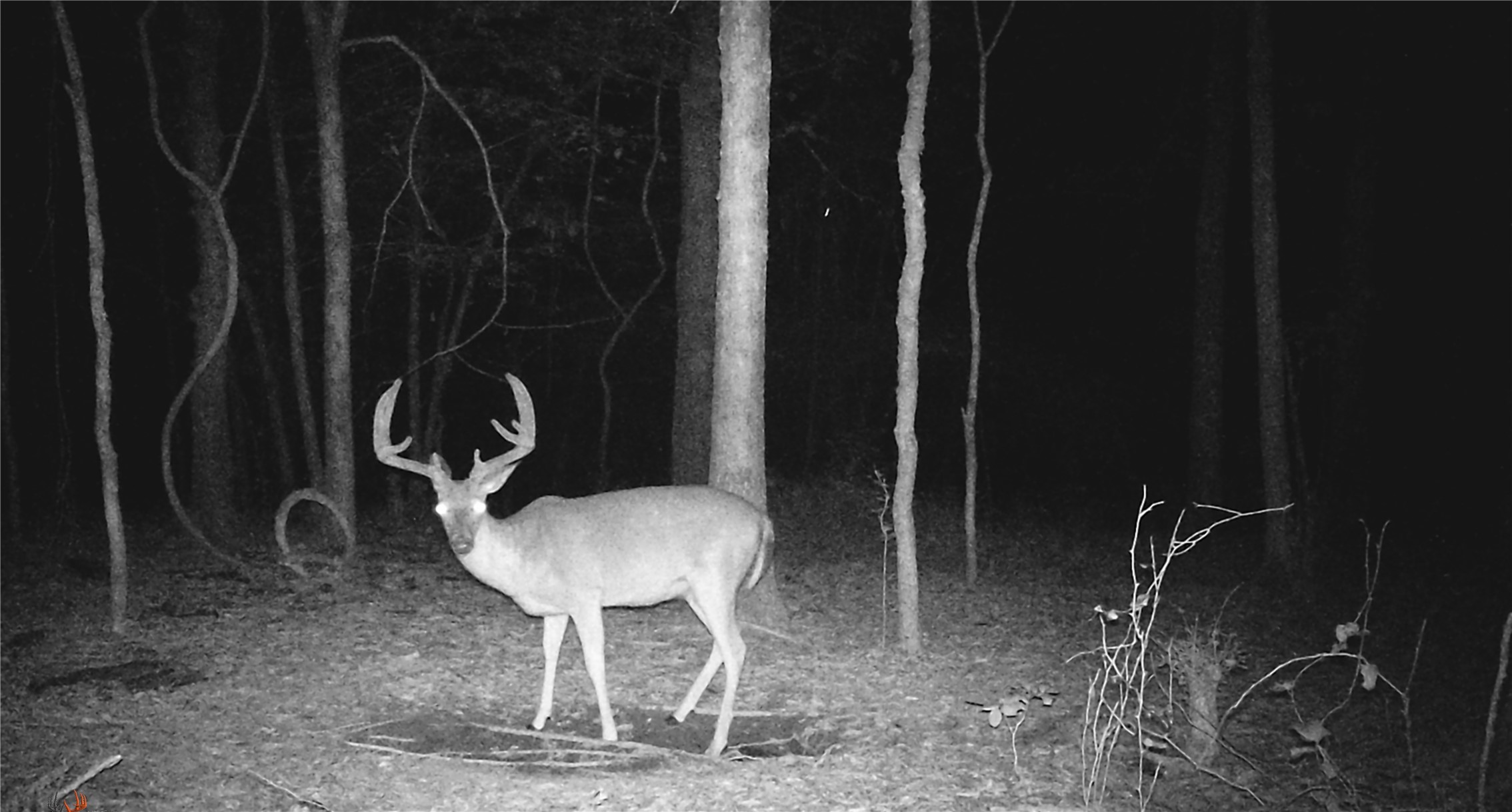 0 Rutty Pine Ridge Property Photo 20