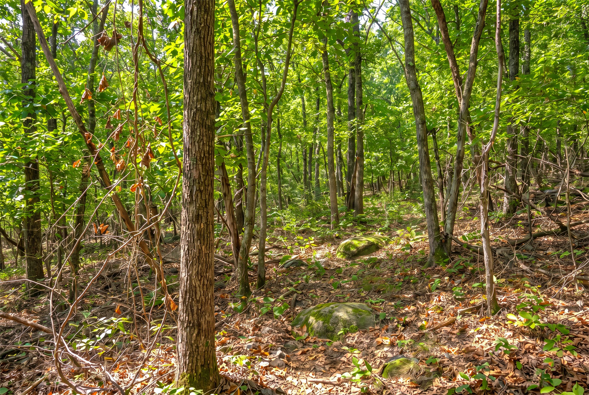 24092 S Black Valley Road Property Photo 63