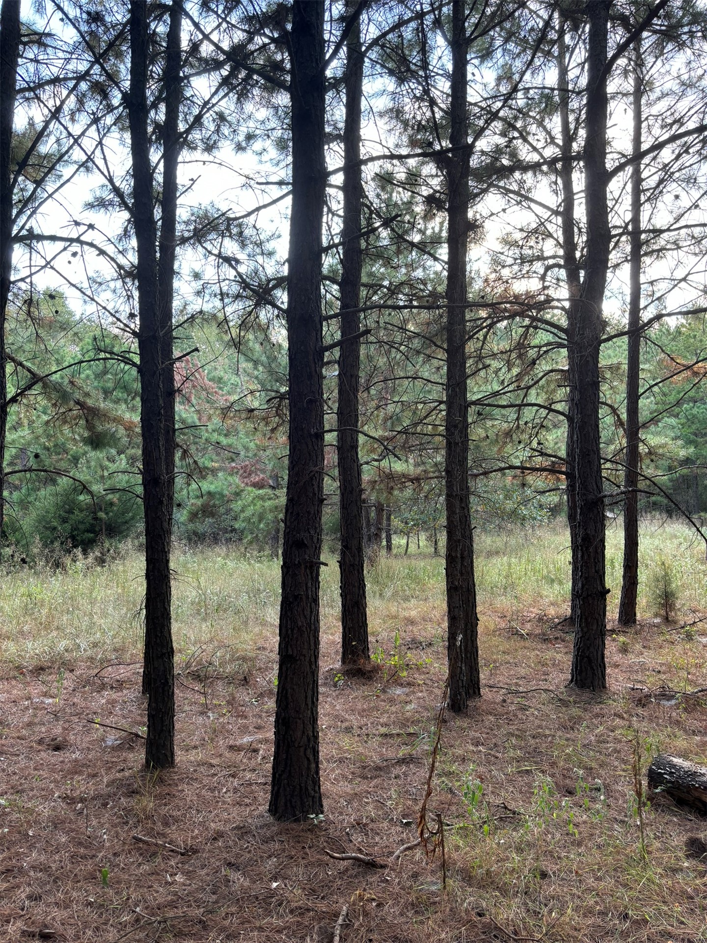 Hwy 3 Property Photo 4
