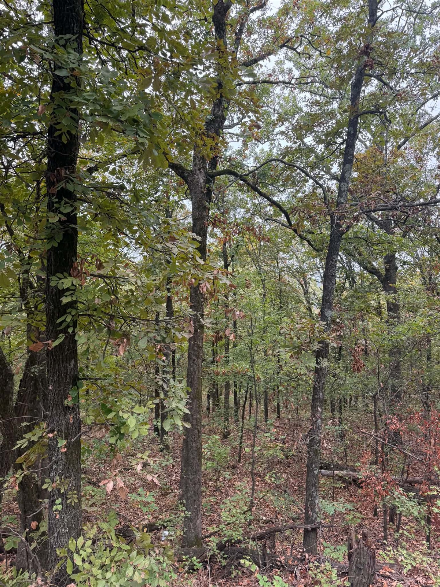 000 Big Rock Road Property Photo 2