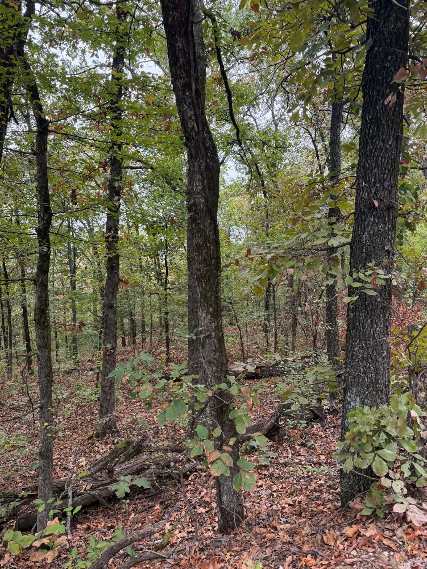 000 Big Rock Road Property Photo 3