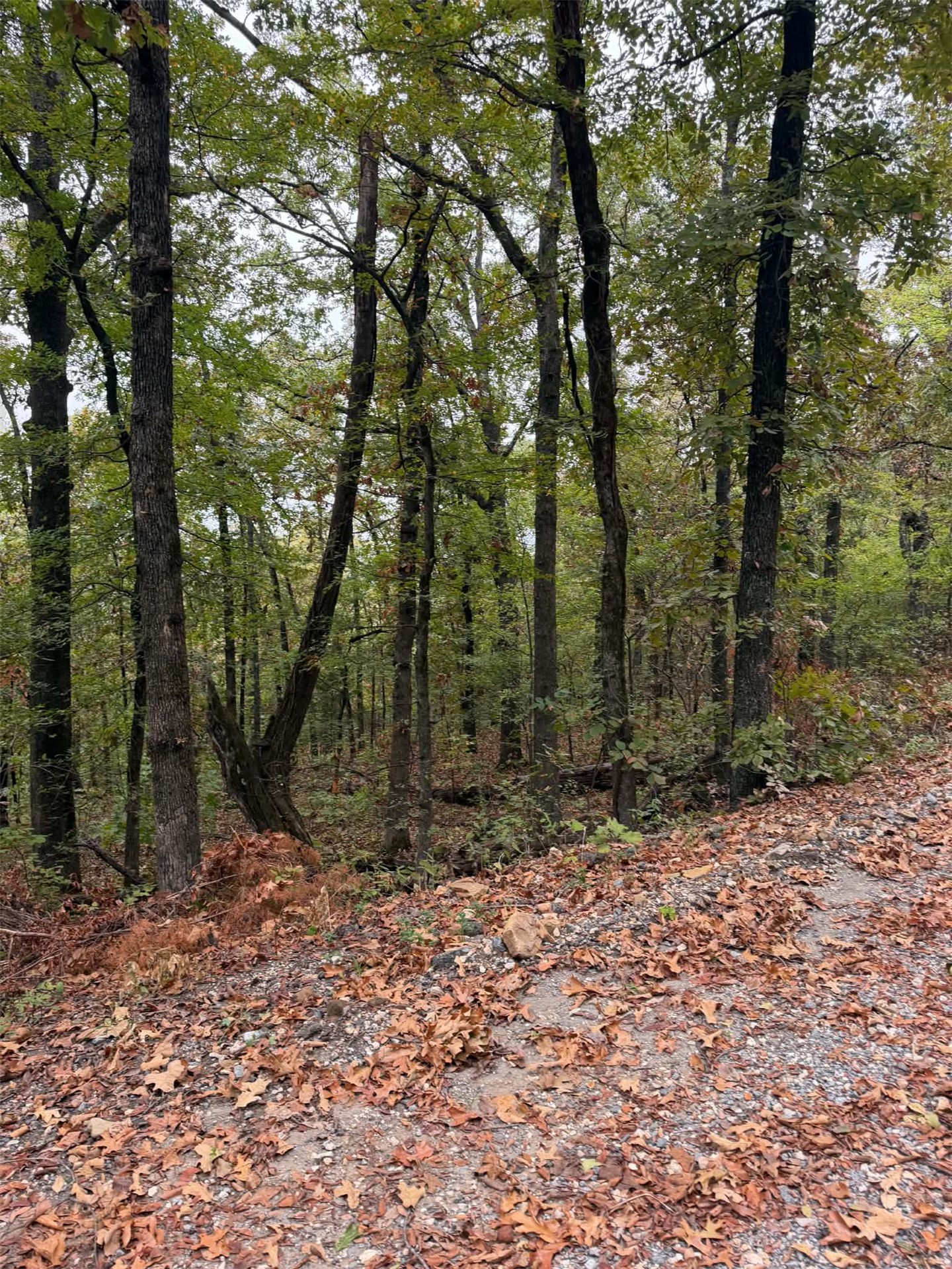 000 Big Rock Road Property Photo 4