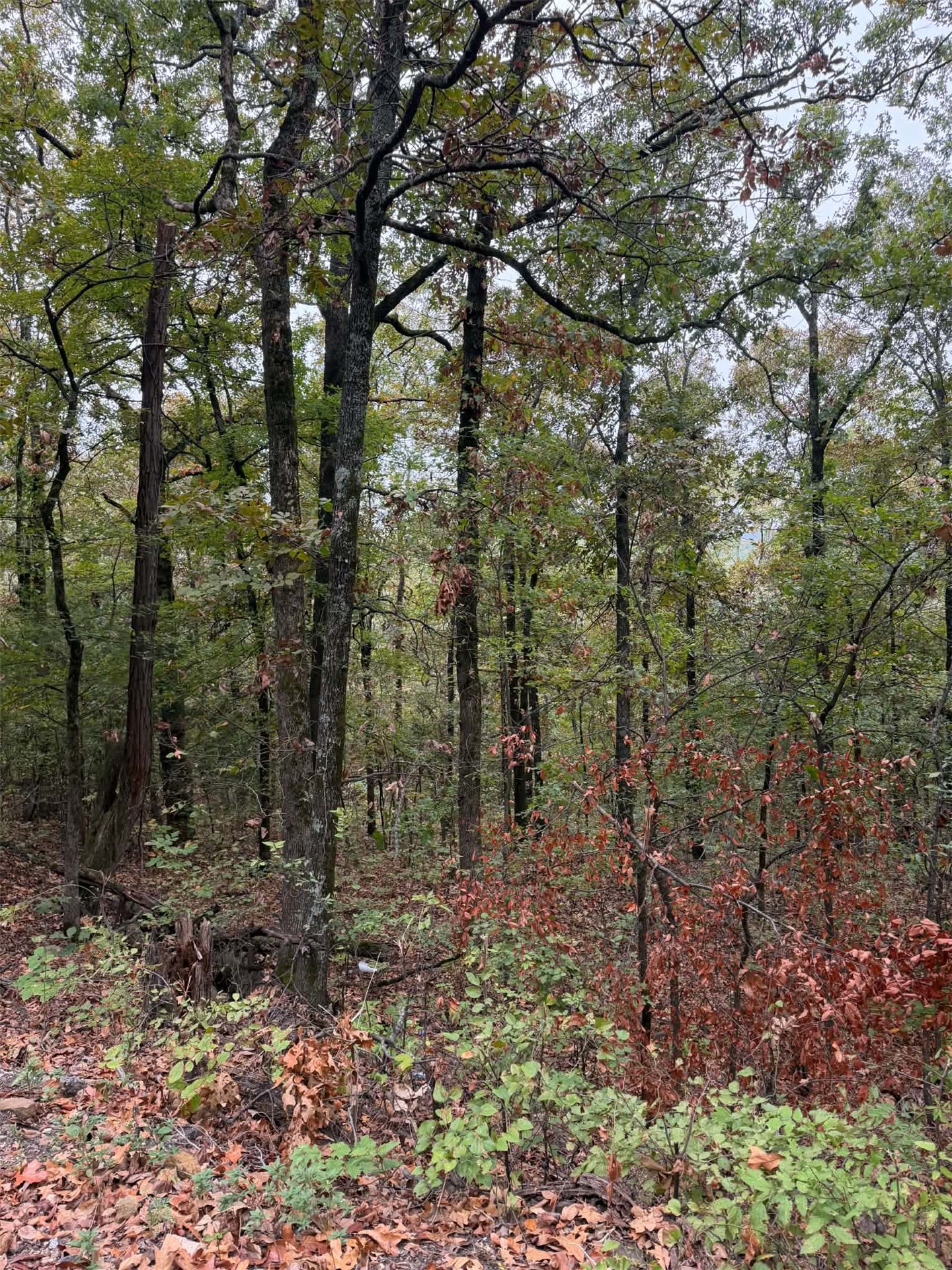000 Big Rock Road Property Photo 5