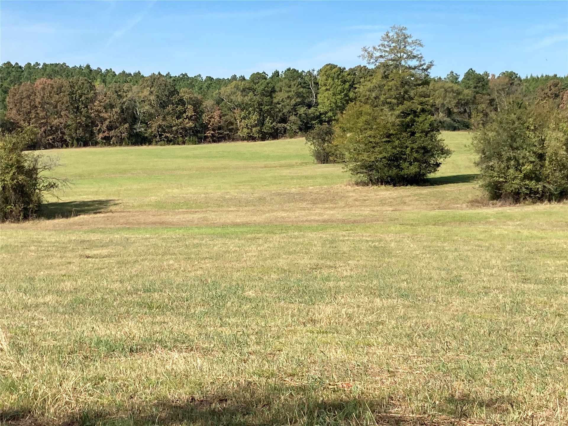 901 Sycamore Loop Property Photo 3