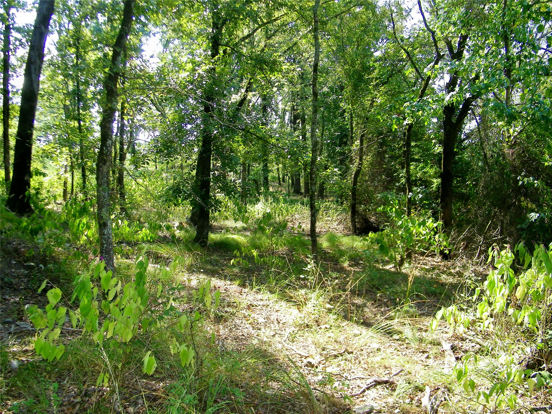 901 Sycamore Loop Property Photo 46