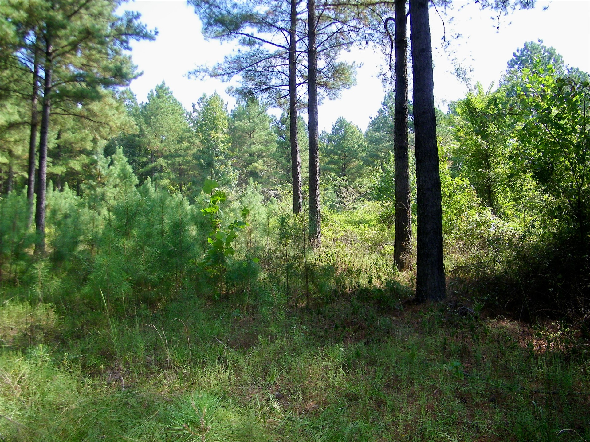901 Sycamore Loop Property Photo 54