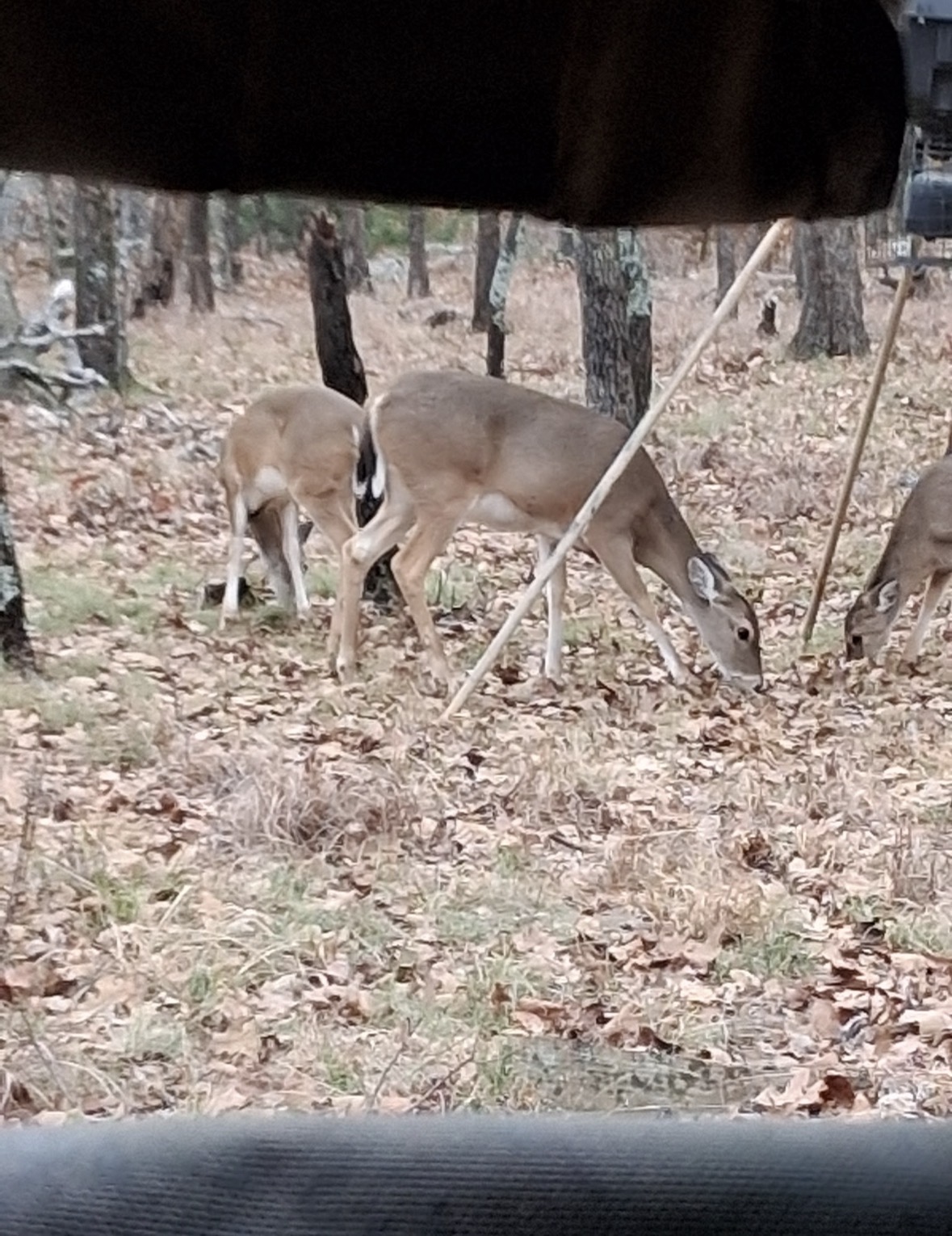 0 Shuman Property Photo 29