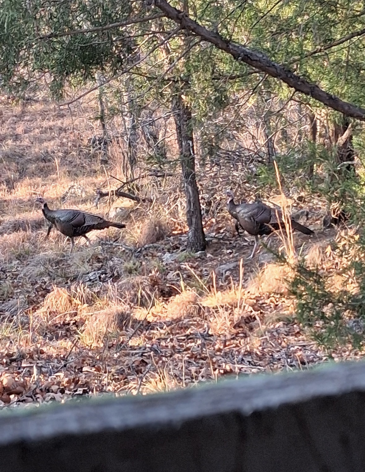 0 Shuman Property Photo 32