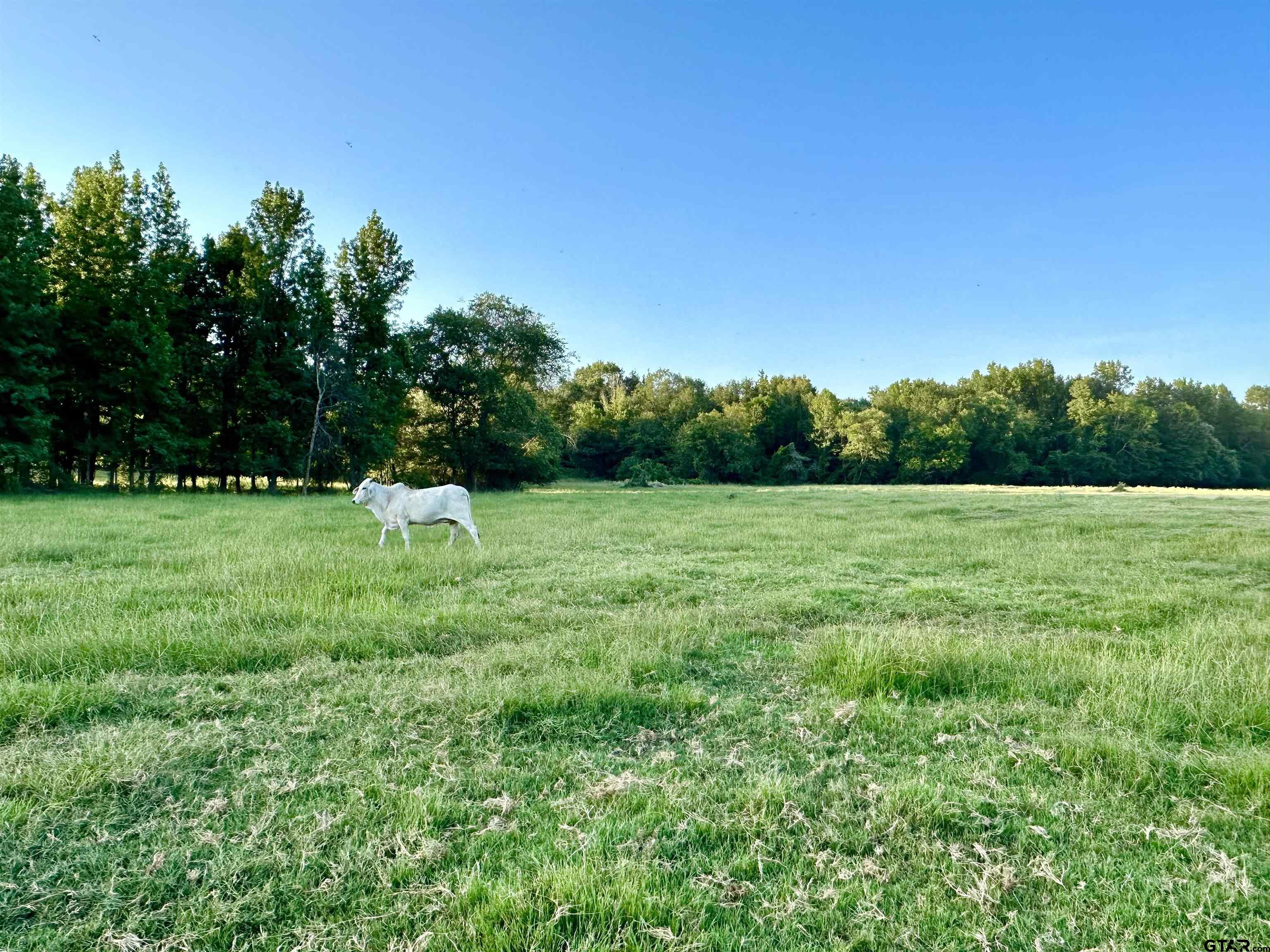 Tbd An County Road 320 Property Photo 5