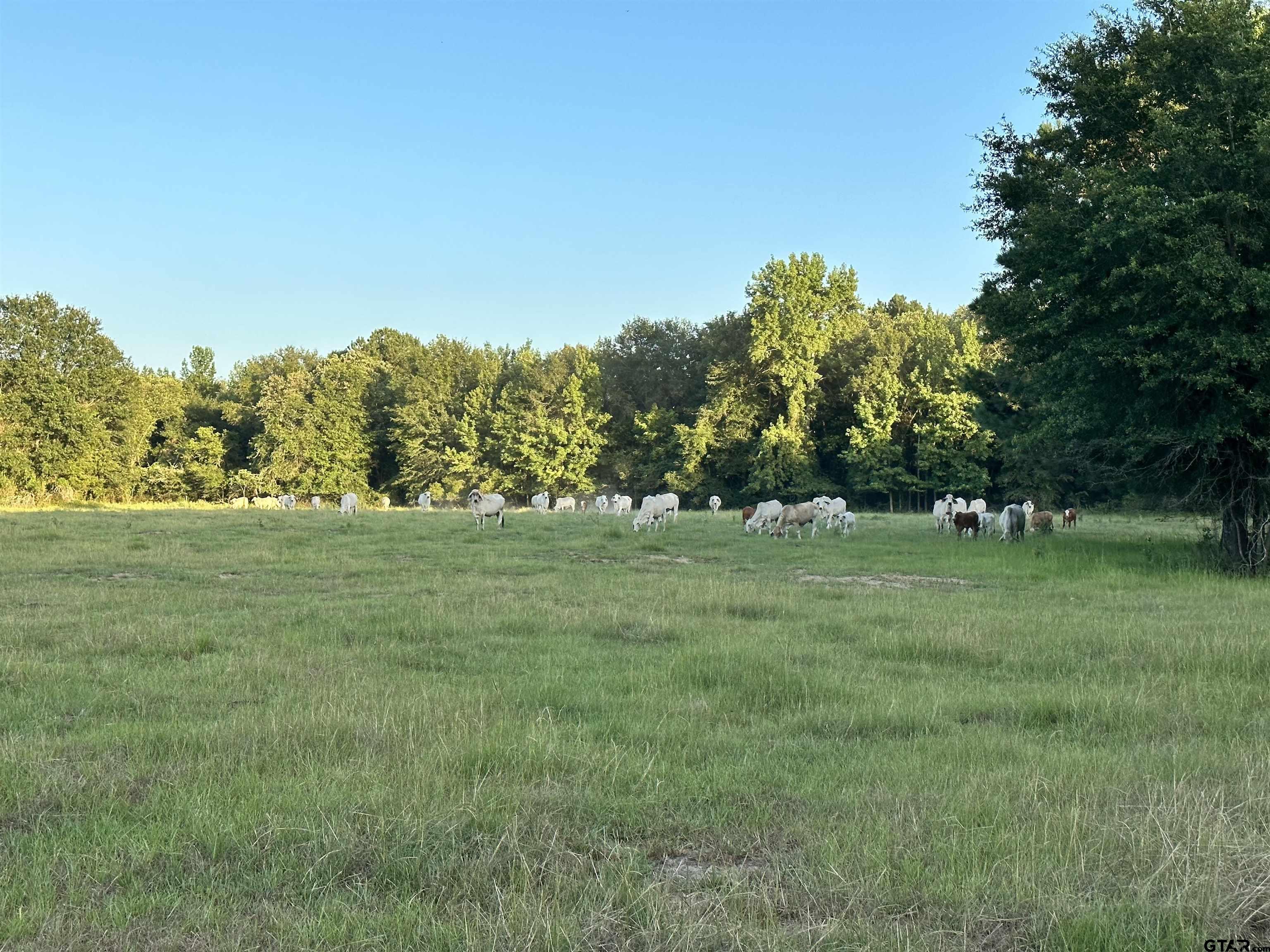 Tbd An County Road 320 Property Photo 16