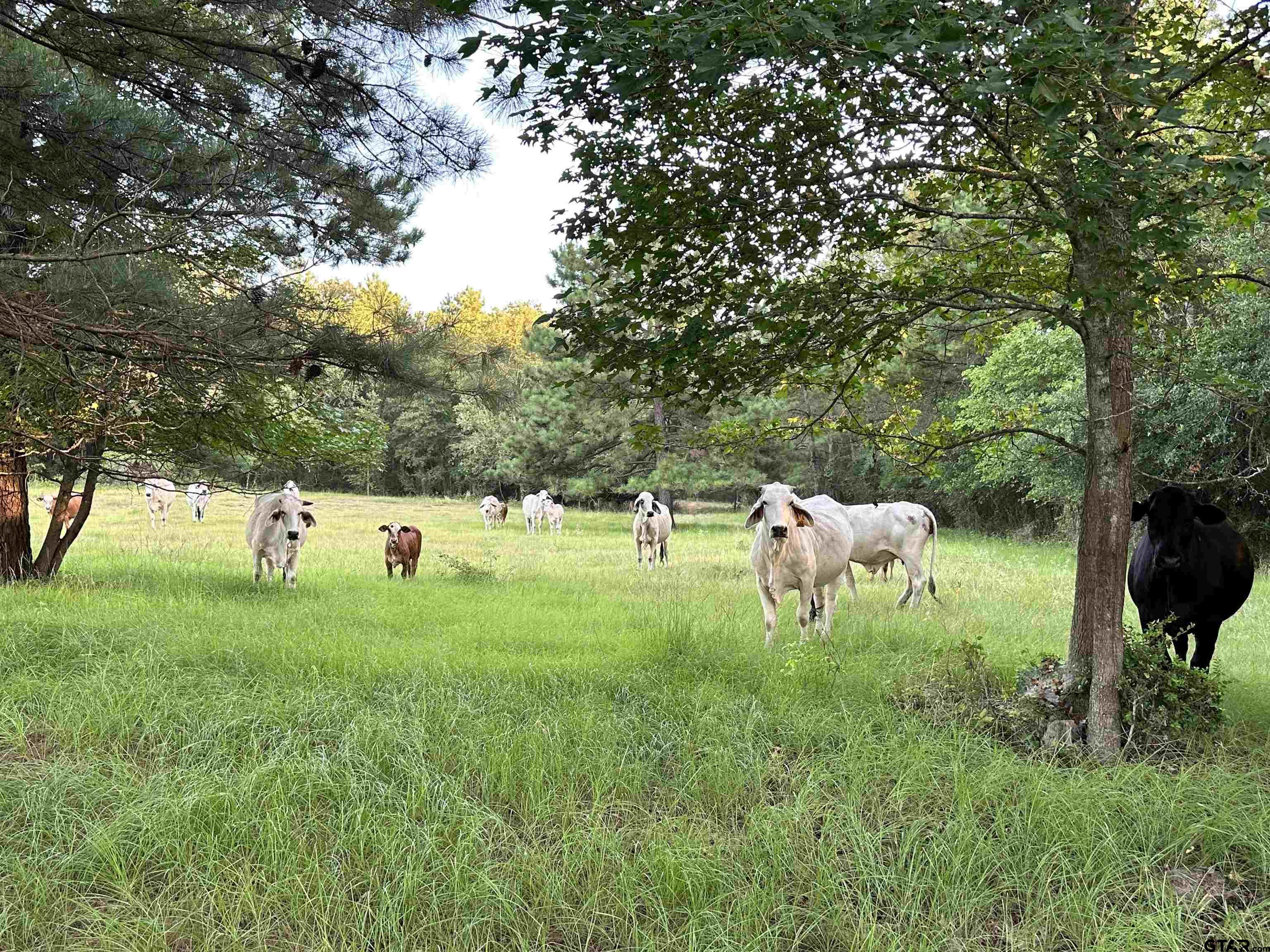 Tbd An County Road 320 Property Photo 17