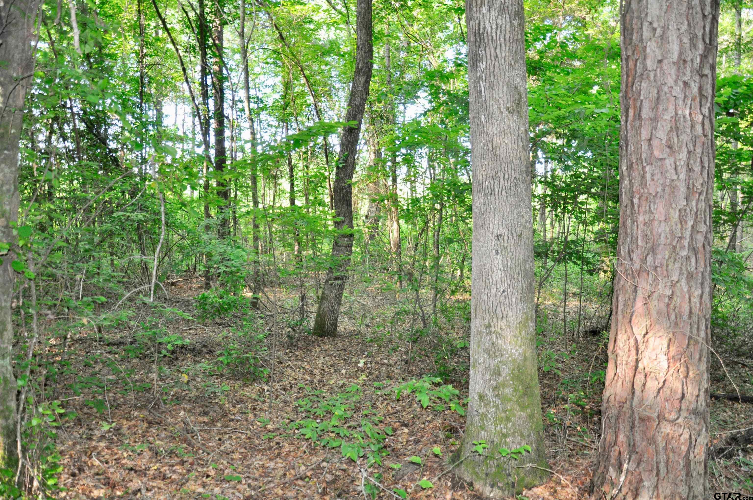 Tbd County Road 1118 Property Photo