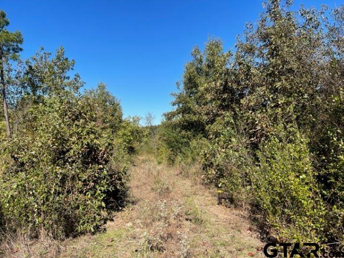 Tbd U.s. Hwy 259 Property Photo 4
