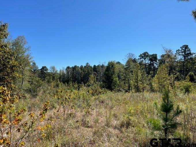 Tbd U.s. Hwy 259 Property Photo 6