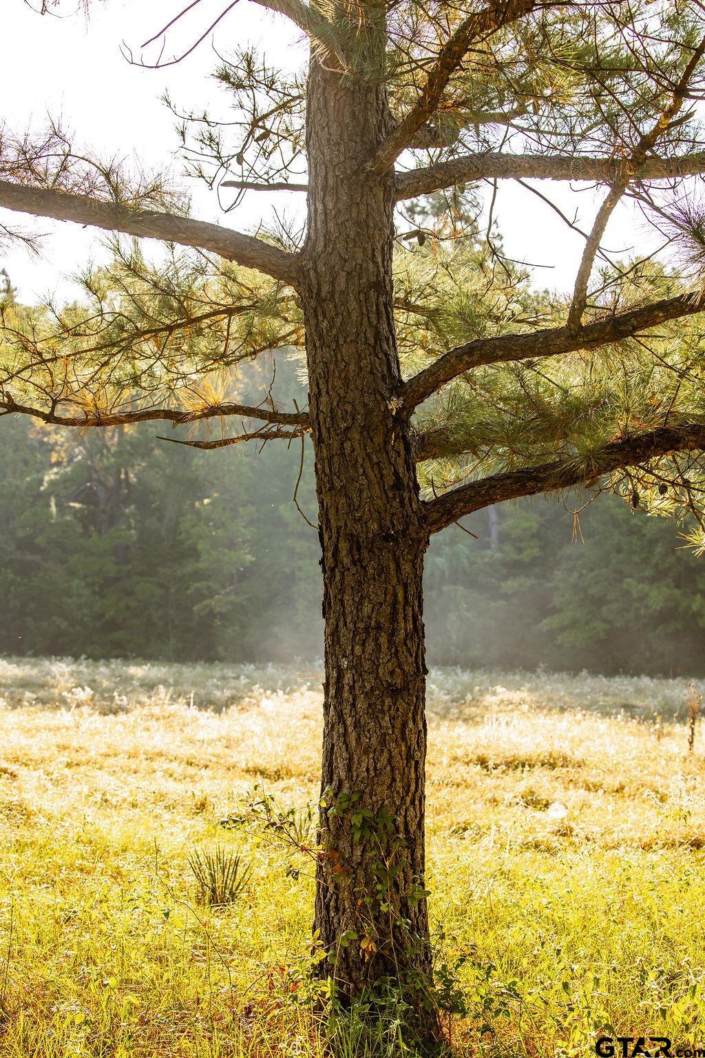 Lot 41 Fm 2015 Property Photo 6
