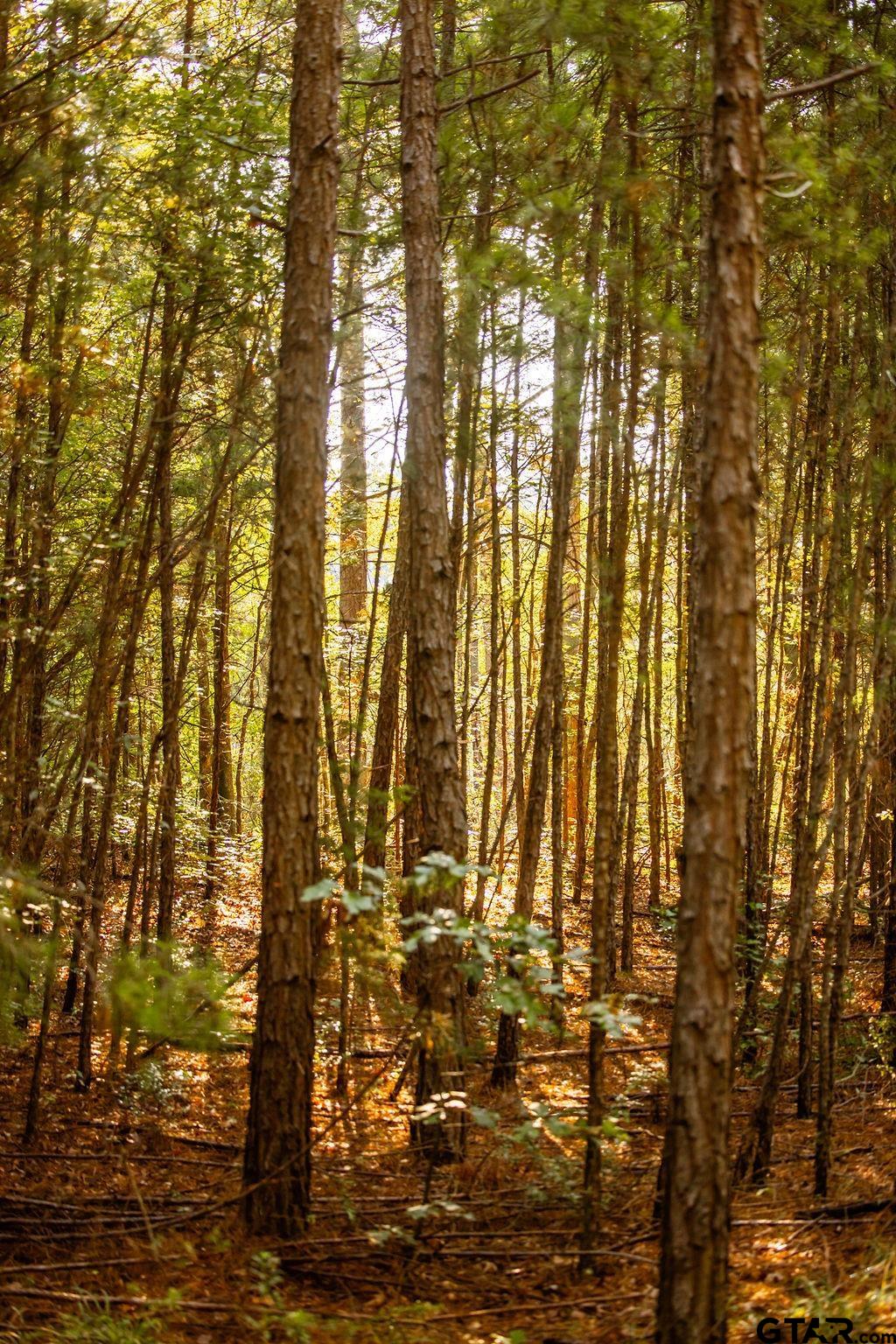 Lot 41 Fm 2015 Property Photo 9