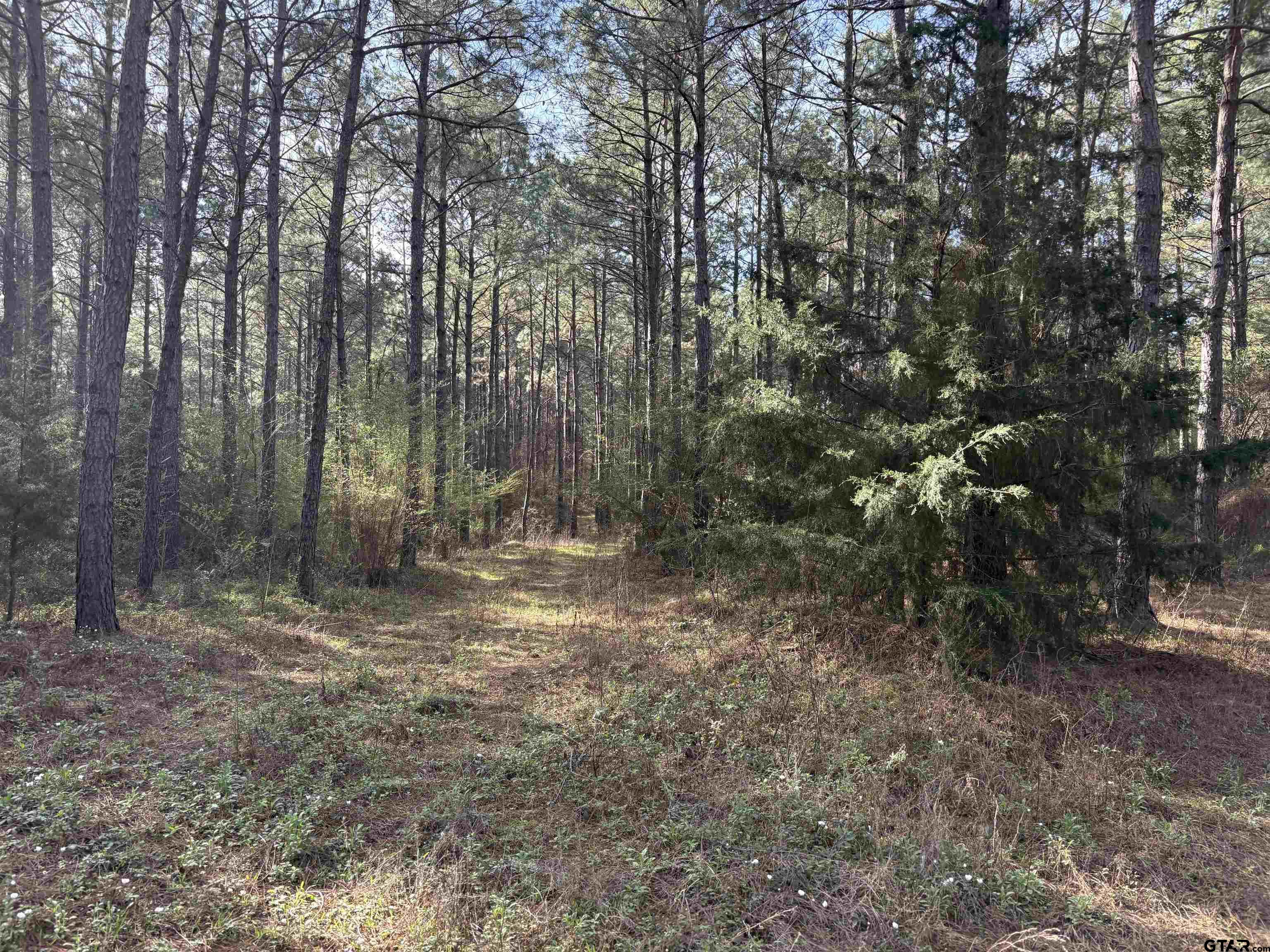 Tbd 15 Acres Fm 2274 Property Photo