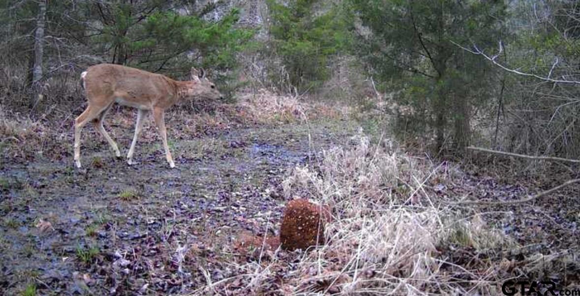 7399 Cr 378 Property Photo 15