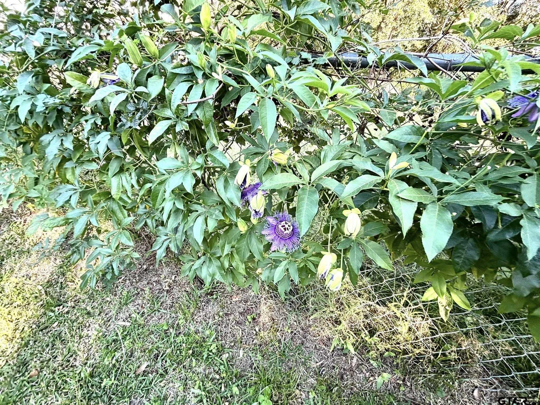 502 Ivey Property Photo 48