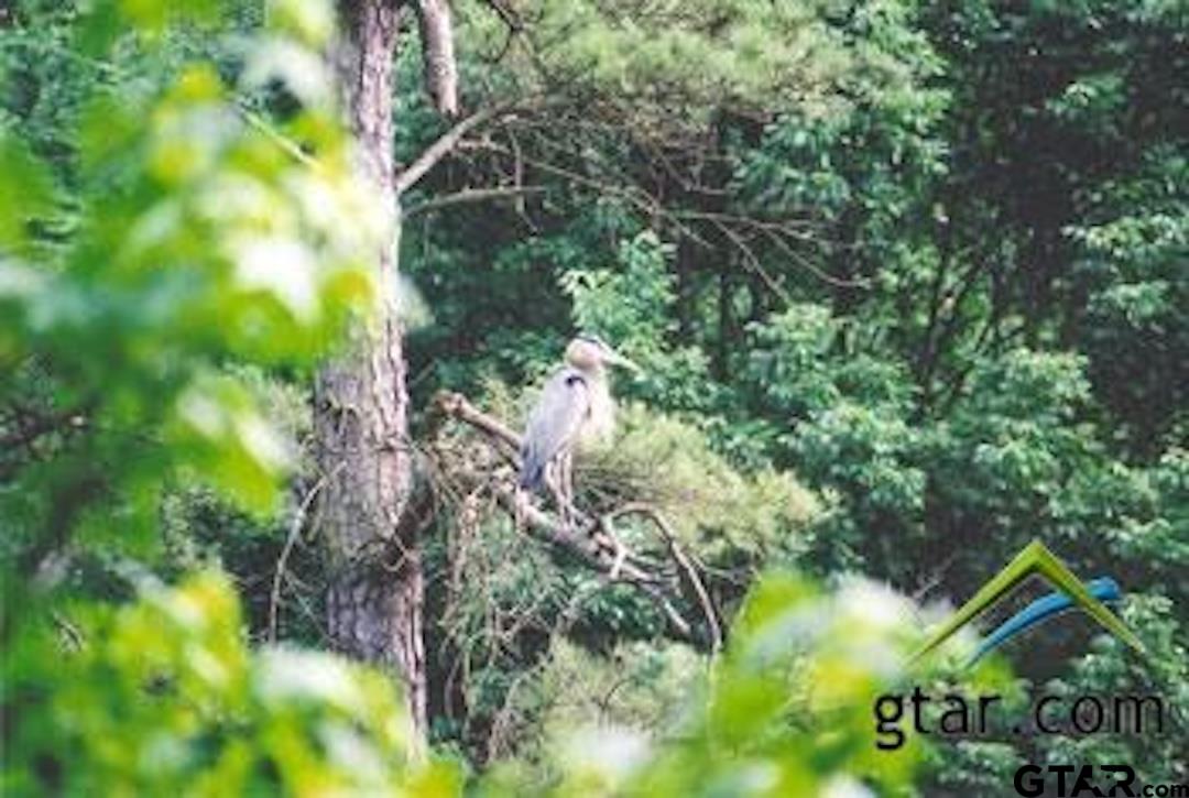 Lot 16 Hunters Hollow Property Photo 11