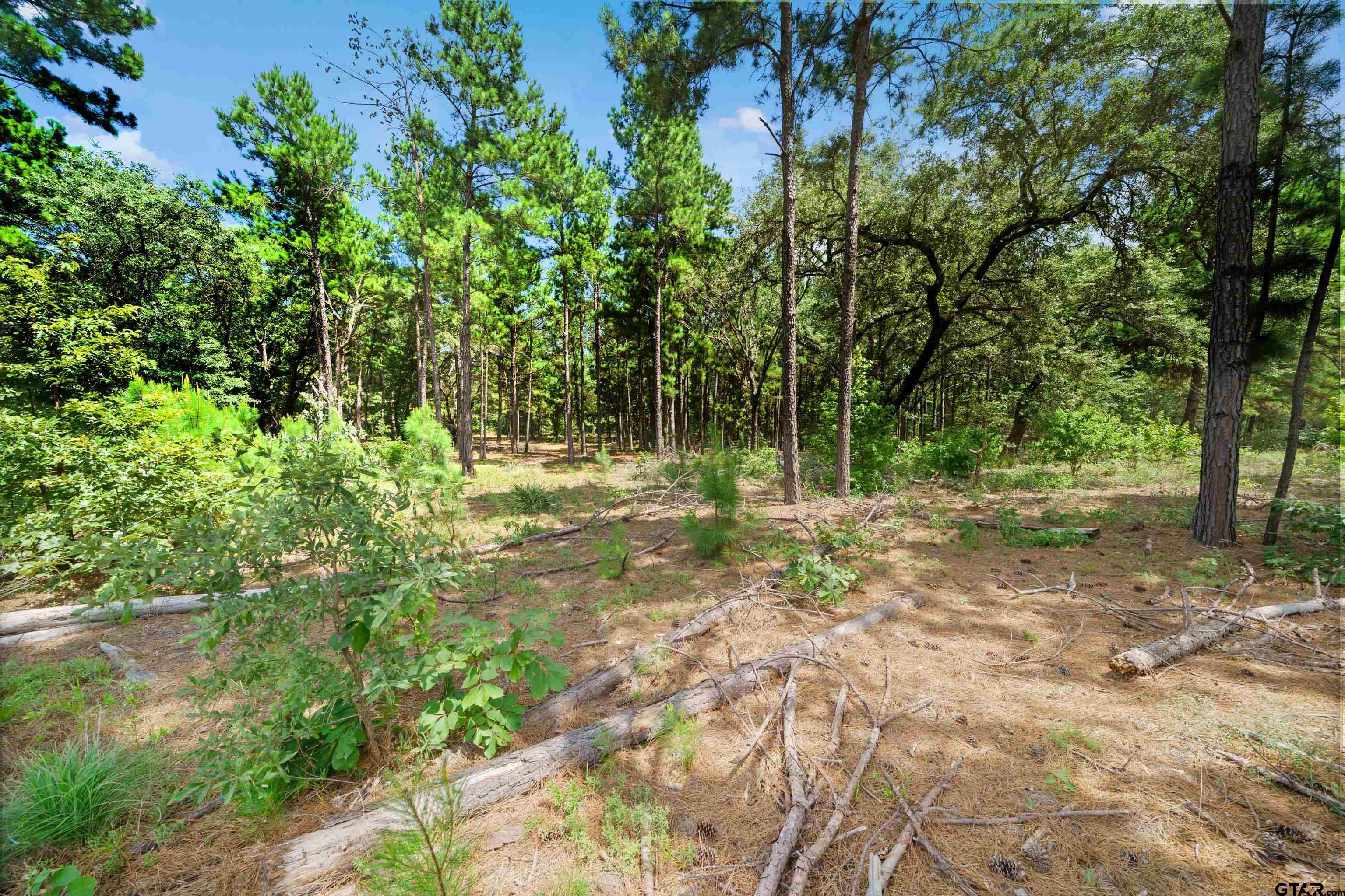 3195 Shadow Pine Drive Property Photo 5
