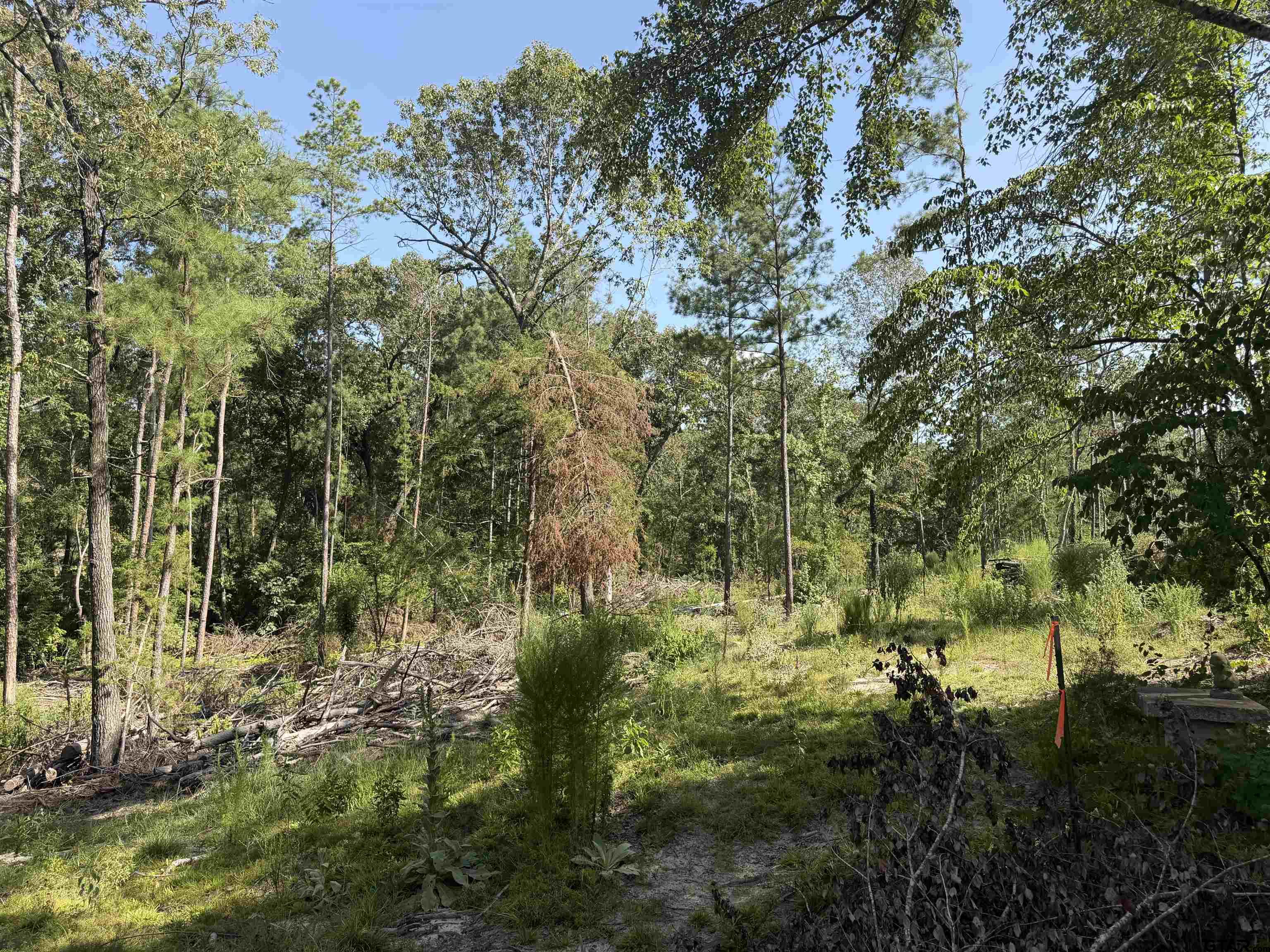 000 Cr 4218 15 Acre Property Photo 3