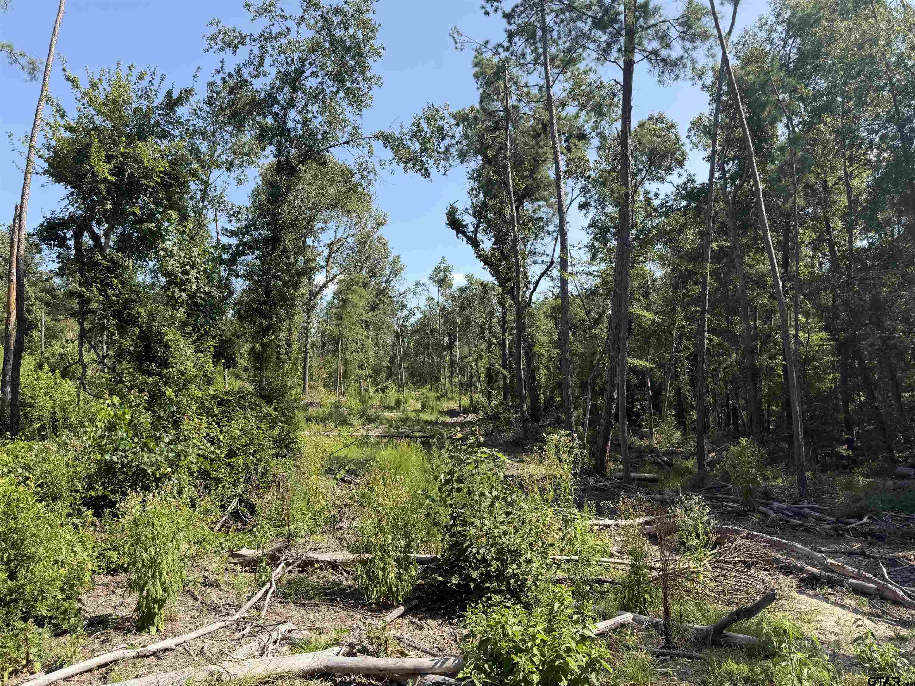 000 Cr 4218 15 Acre Property Photo 5