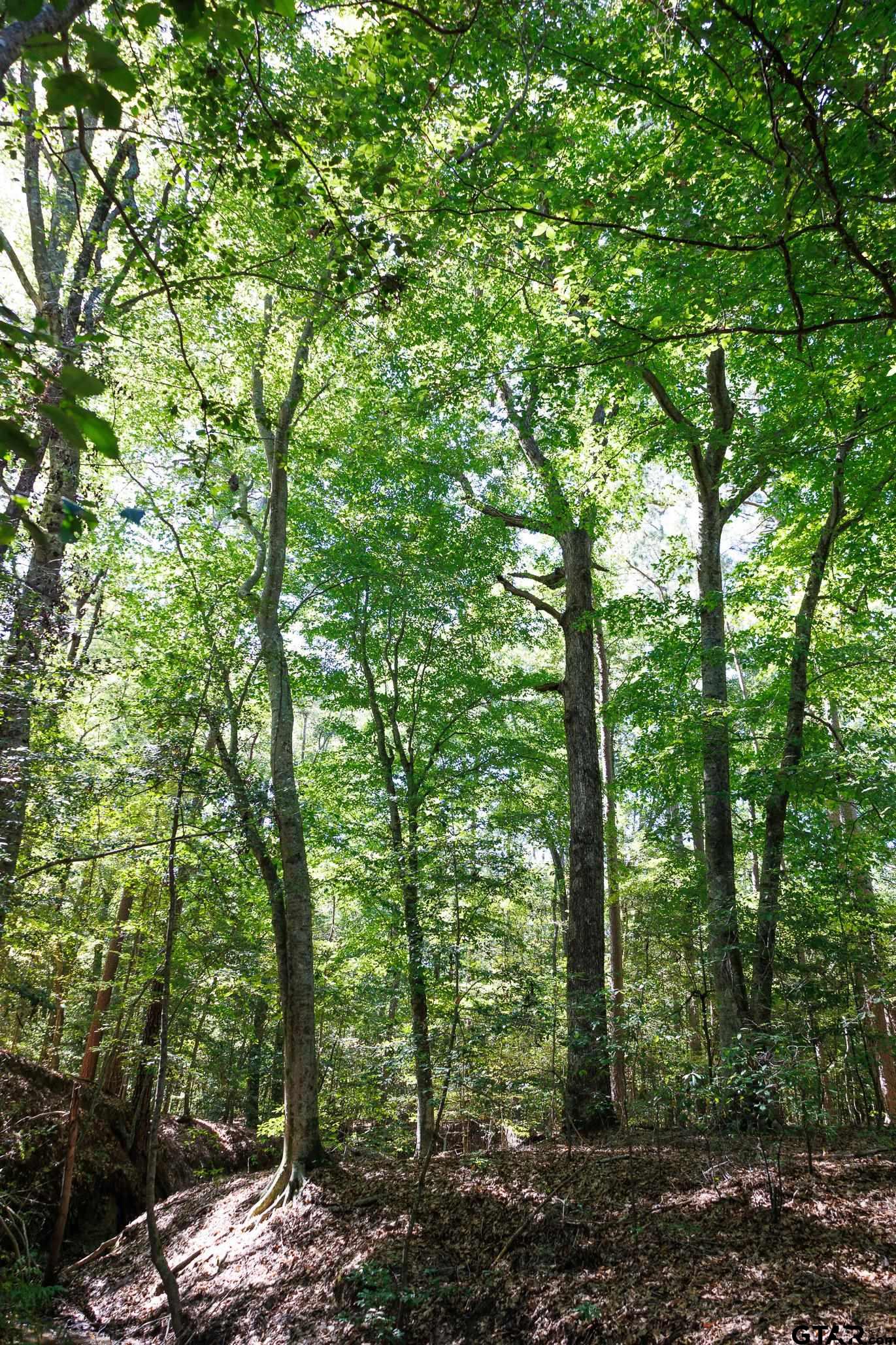 Tbd Peach Road Property Photo 8