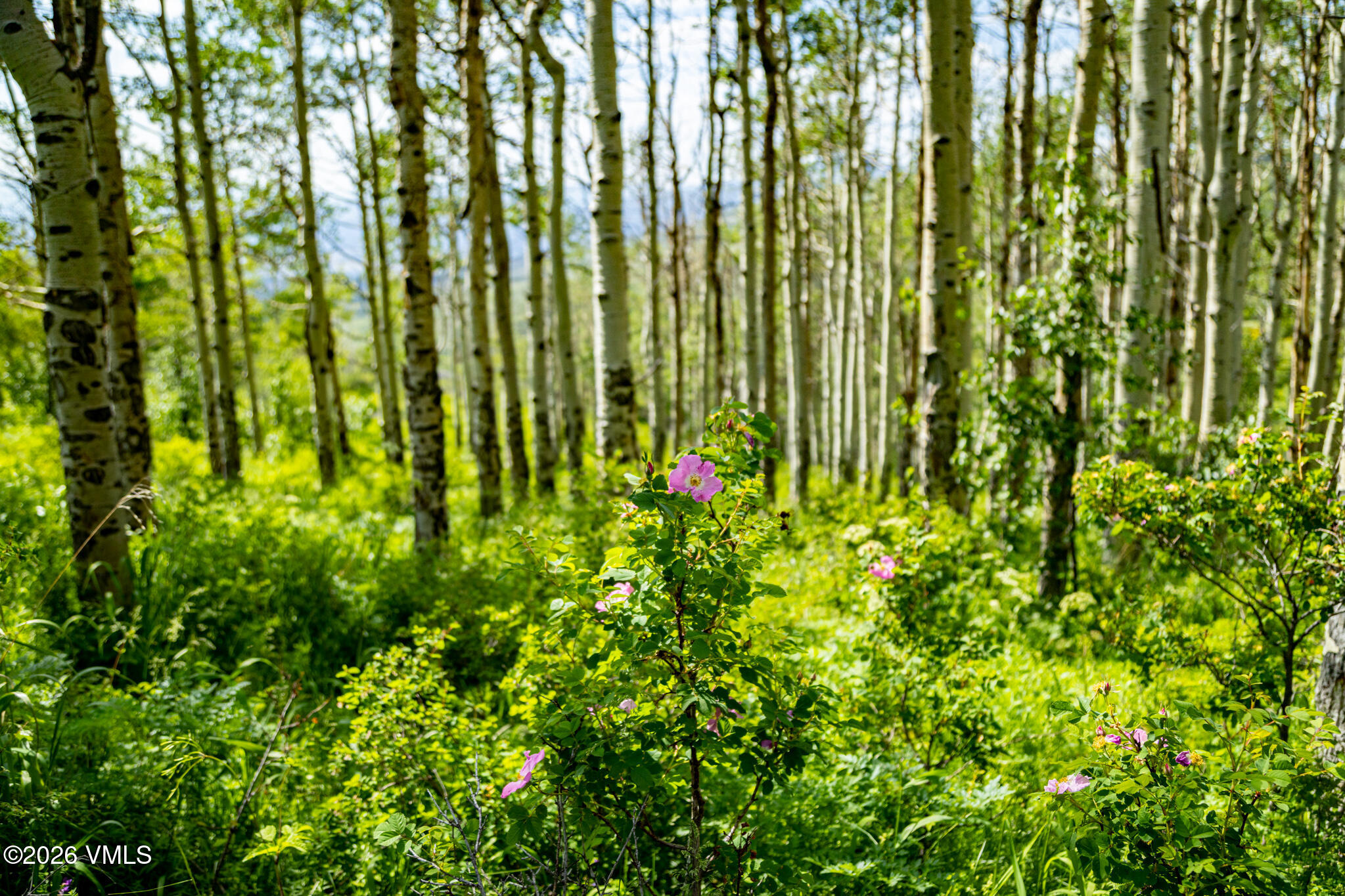 6903 Bellyache Ridge Road Property Photo 42