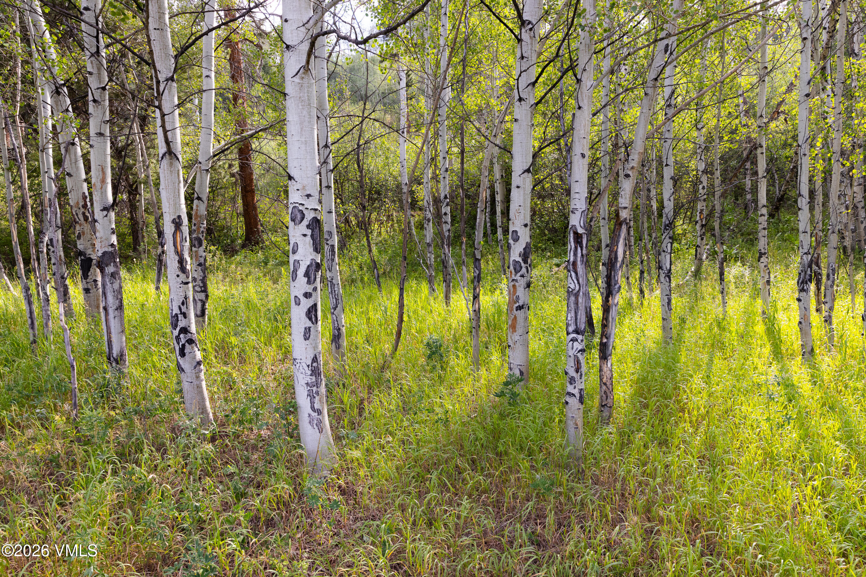 121 Elk Spring Trail Property Photo 19