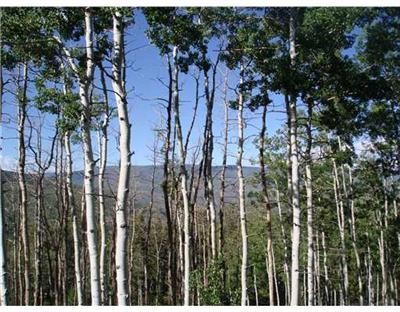 137 Black Bear Property Photo 1