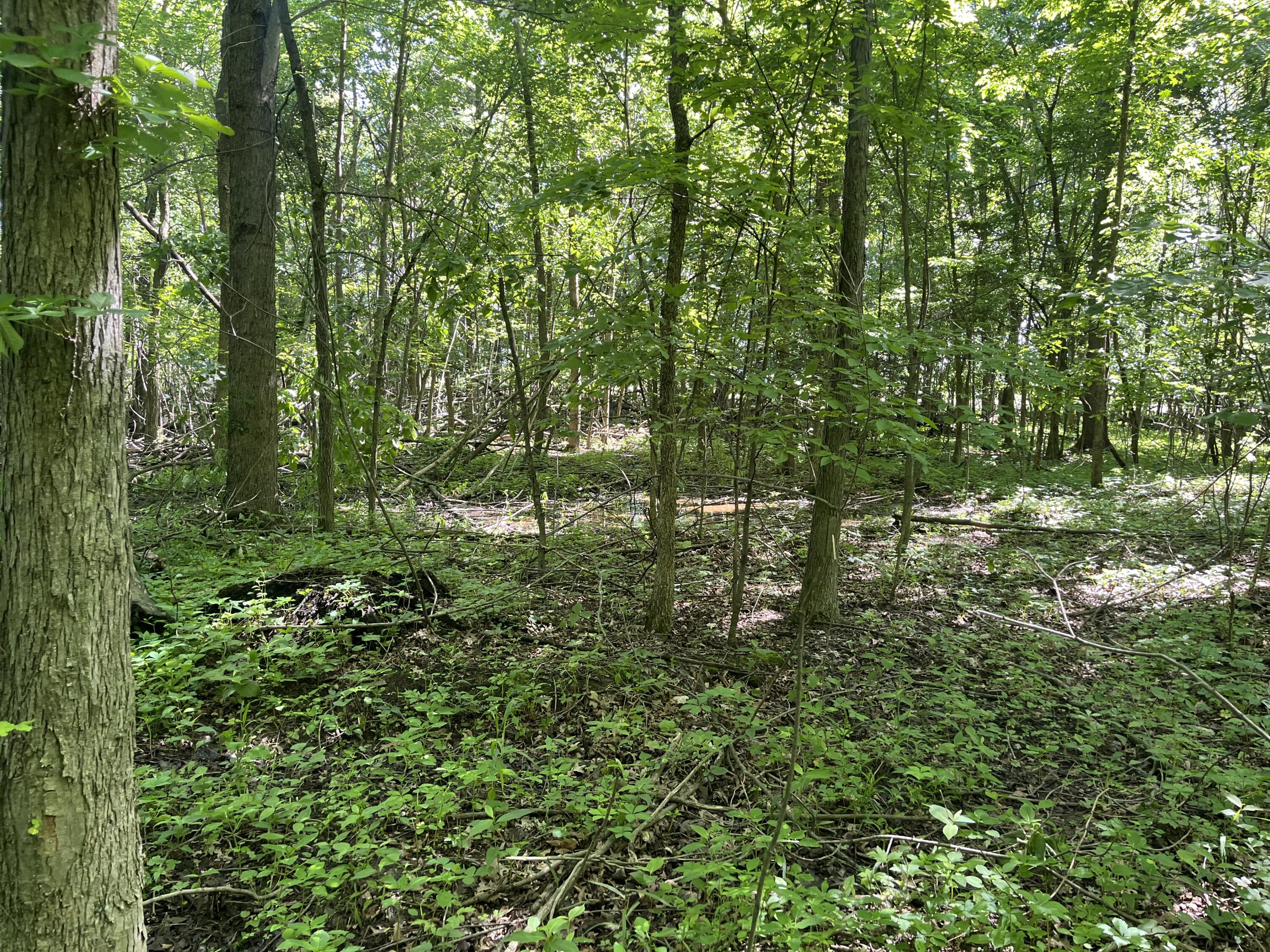 0 Boundary Road Property Photo 16