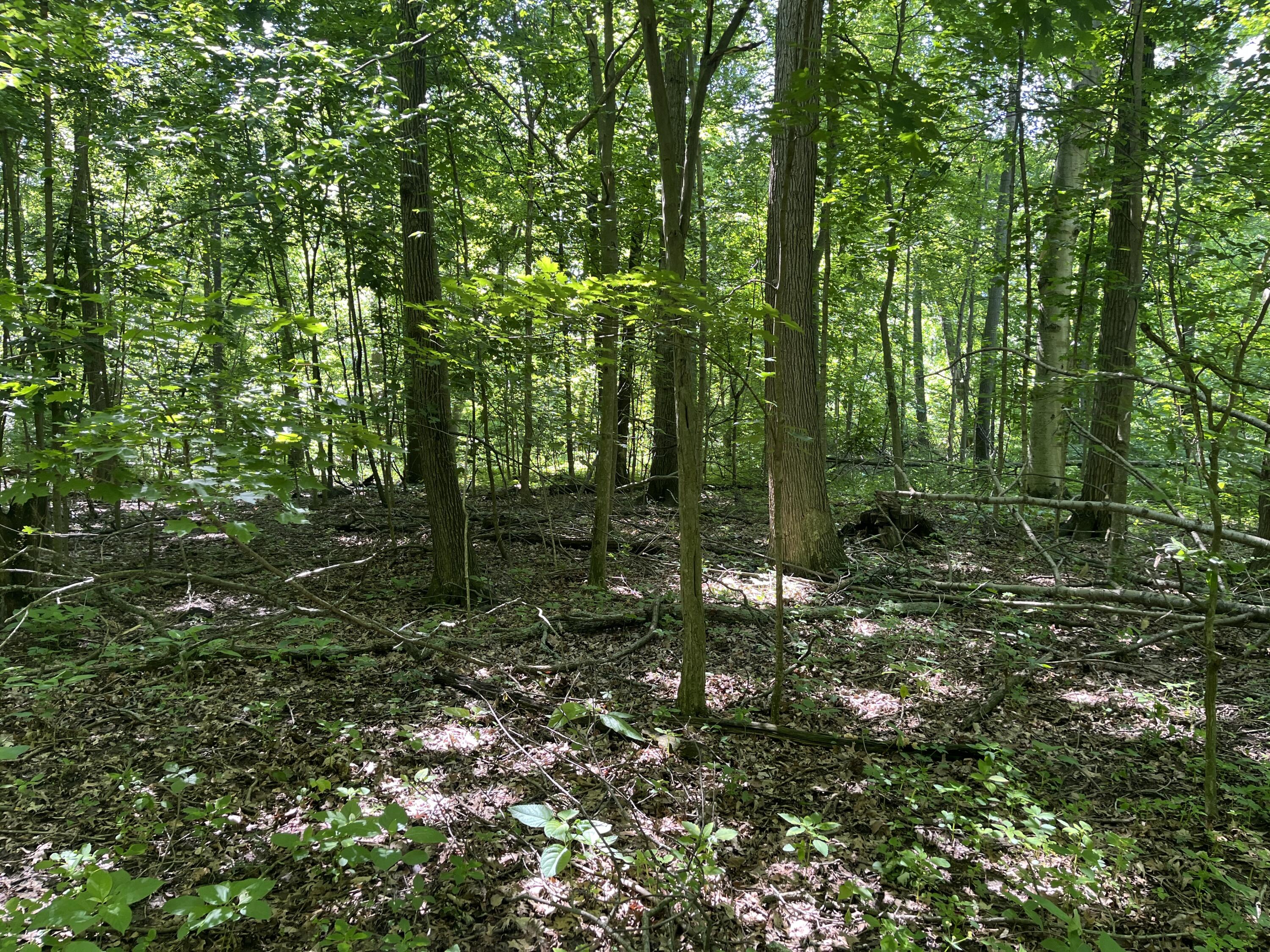 0 Boundary Road Property Photo 17